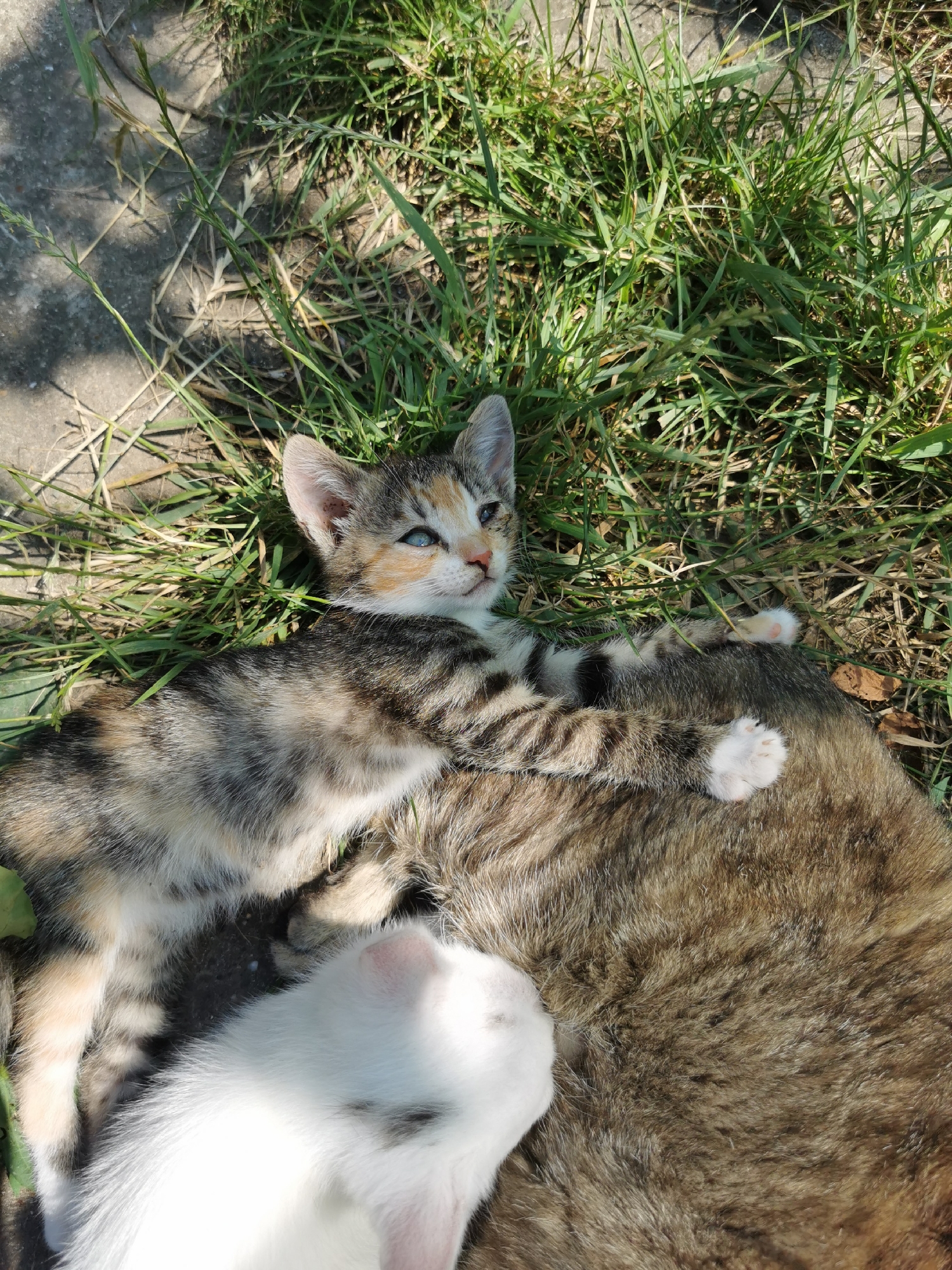 In Pociumbeni, Moldova, a close-up, high-angle shot captures three kittens in grass near a concrete surface under sunlight. A tricolored kitten with blue eyes lies on its back, its foreleg extended over the flank of a larger tabby cat. To the left, a white kitten rests its head on the tabby cat's fur, its face mostly obscured. The grass is a mix of green and dried blades, with dappled sunlight creating shadows. The scene is an outdoor setting, likely a yard or park, given the presence of grass and concrete.