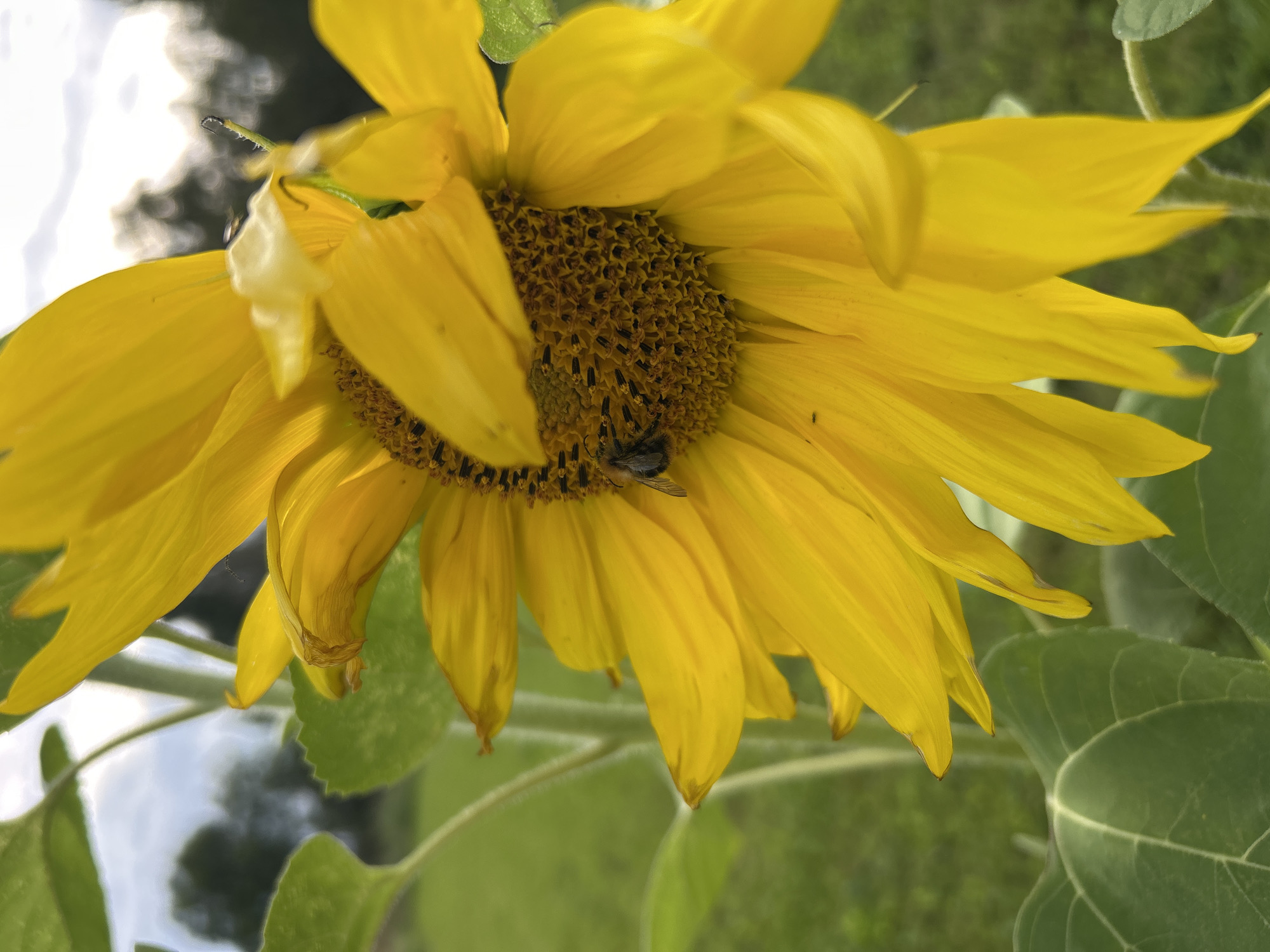 In an outdoor environment, a close-up of a sunflower with bright yellow petals is shown. A bee is perched on the center of the flower, its body clearly visible against the dark seeds. The background is a blurred expanse of green foliage and a cloudy sky, suggesting a natural setting. The image appears to have been taken in or near Verkhnii Prikhon, Russia.