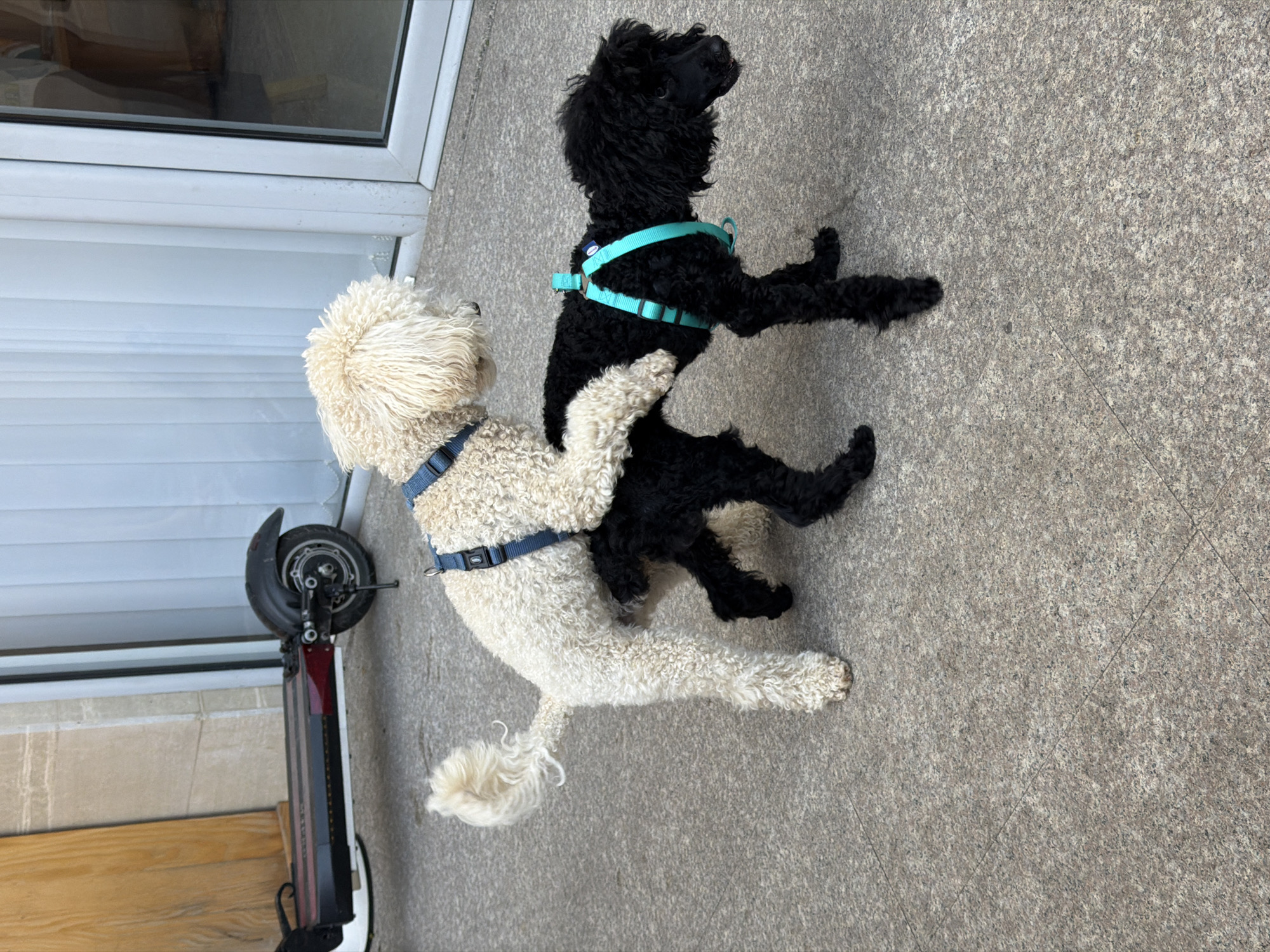 This image captures two dogs playing outdoors on a textured, light grey paved surface, likely concrete or stone tiles. The scene is set next to a building featuring a white window or door frame, with what appears to be a roller blind partially visible inside. The location is contextualized as Budva, Montenegro.
One dog is a cream or off-white poodle or doodle-type breed with curly fur, wearing a dark blue harness. The other dog is a black poodle or doodle-type breed, also with curly fur, wearing a bright turquoise harness. The dogs are in a dynamic pose, with the black dog standing on its hind legs, seemingly leaning against or interacting closely with the white dog, which is looking upwards. Their posture suggests a moment of playful interaction or roughhousing.
To the left of the dogs, an electric scooter is partially visible, parked near the building structure. The scooter has dark wheels, a red main body, and black handlebars/frame elements. The lighting in the image suggests it is daytime, with clear, bright conditions. No discernible text is visible on the harnesses, scooter, or building. The image conveys a lively and engaging scene of pets interacting.