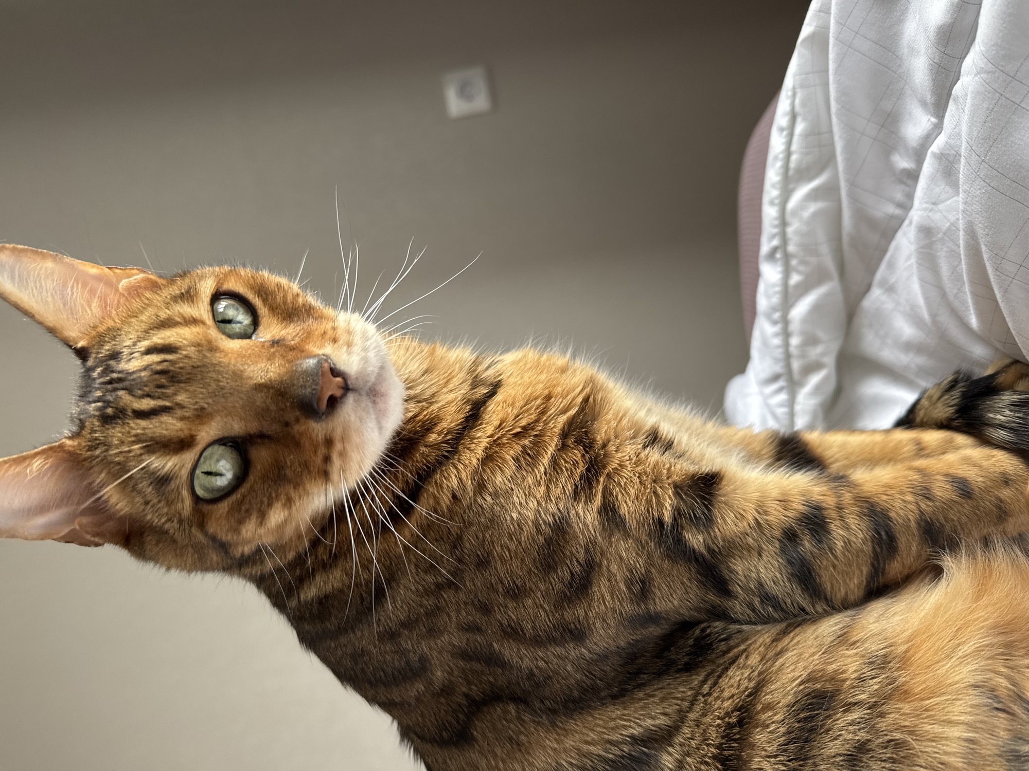 A close-up shot of a Bengal cat with golden and dark brown markings. The cat's head is tilted, and it looks at the camera with light green eyes. The background is a plain gray wall and a portion of a white bedsheet. The location is Unknown, Unknown.