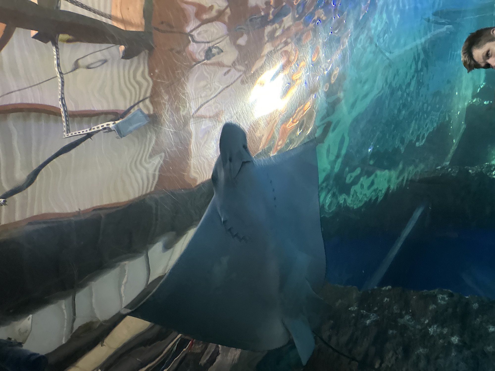 The image shows a stingray swimming in an aquarium. In the upper right corner of the image, there is a blurred view of a person looking into the tank. A large, reflective surface creates distorted reflections of the tank and its surroundings. There appears to be some artificial structure near the top-left of the frame. It's highly probable that the location is the Wrocław Zoo's Oceanarium, located in Wrocław, Poland.