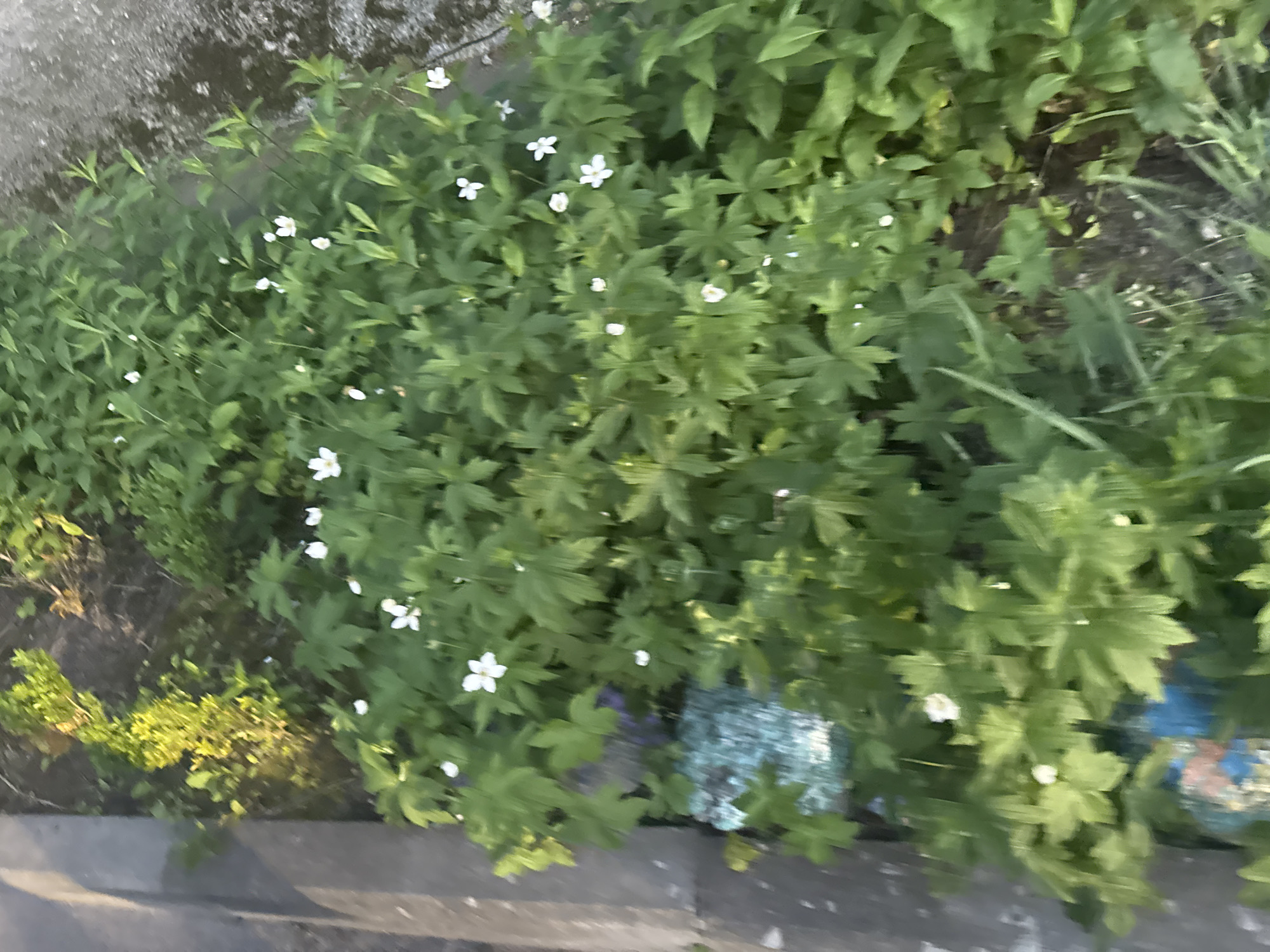 The image shows a close-up, high-angle view of a patch of white wildflowers with green foliage. The flowers are small with delicate petals. The foliage is dense and leafy. The scene appears to be in a natural or semi-natural setting, possibly a garden bed or a roadside verge, with hints of a paved surface to the left and a textured ground surface to the right, suggesting an urban or suburban environment. The image quality is somewhat blurred, particularly in the foreground, making precise identification of individual elements challenging. There are no people or animals visible in the image. The location within the city of Гожули, Ukraine is not discernible from the visual content of the image itself, as no landmarks or identifying features are present.