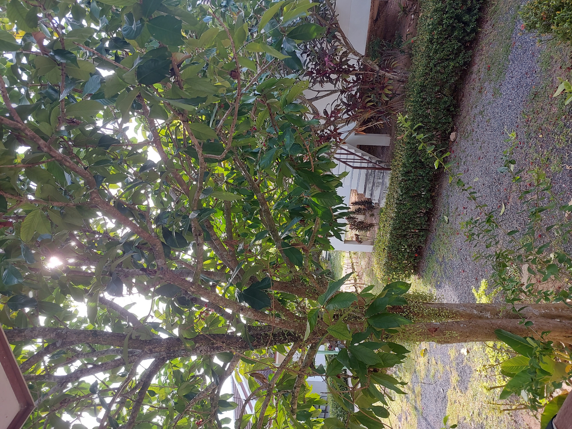 In Baan Mae Nam, Thailand, a sun-dappled scene unfolds beneath the canopy of a mature tree. The tree's rough, textured bark is visible, with its branches heavily laden with lush green leaves and some small, reddish fruits. Sunlight streams through the foliage, creating bright highlights and casting dappled shadows on the ground.
To the right of the tree, a neatly trimmed green hedge runs horizontally, separating the shaded area from a gravel pathway. Beyond the hedge, a white building with a white railing is partially visible, with a set of concrete stairs leading up to an entrance. Reddish-brown plants with spiky leaves are planted near the building. The ground is covered with small, gray gravel. In the distance, a white house with a tiled roof is partially obscured by the tree. The overall impression is of a serene outdoor space, likely a garden or yard area of a residential property.
