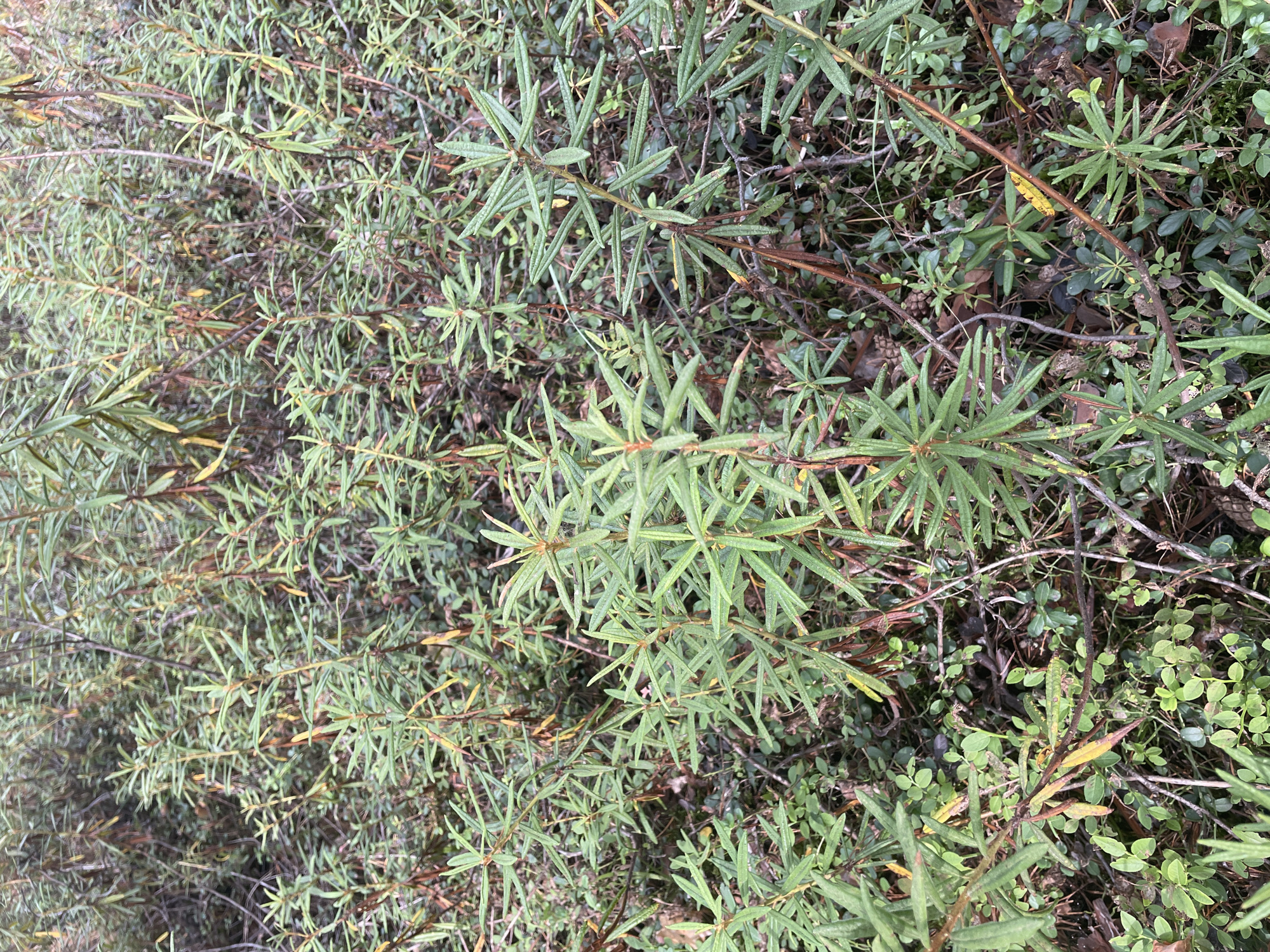 A close-up, eye-level outdoor shot captures a dense undergrowth of green foliage in Barsovo, Russia. The plants are characterized by elongated, needle-like leaves arranged along woody stems, some exhibiting a reddish-brown hue. Small, rounded green leaves of a different plant species are interspersed with the dominant vegetation, creating a textured ground cover. The overall impression is of a natural, untamed environment, possibly a forest floor or a wild patch of land. The lighting is overcast, contributing to the muted, natural colors of the scene. There are no people or discernible man-made objects present.