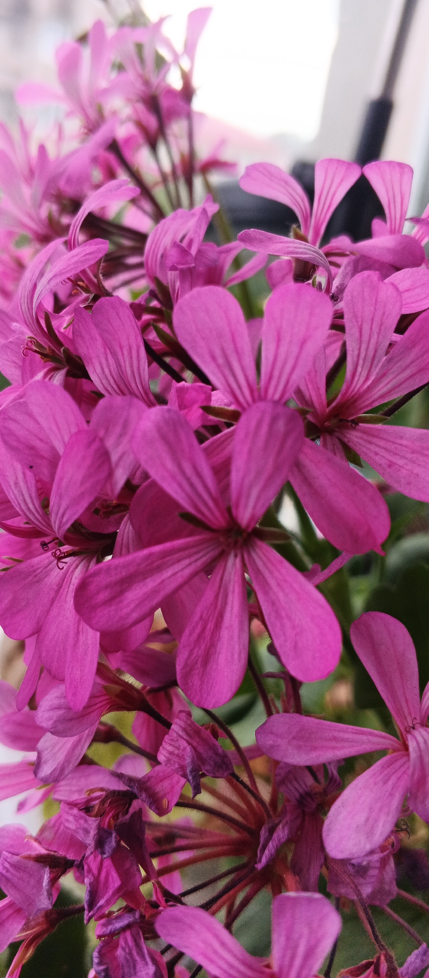 The image is a close-up, vertical shot of a cluster of bright pink flowers, possibly geraniums, with delicate petals and visible stamens. The flowers are densely packed, with some in sharp focus and others slightly blurred, creating a sense of depth. The background is a soft, diffused light, suggesting an indoor setting near a window. There are no people or visible man-made objects other than the plants themselves. The image does not contain any discernible information or context related to the city of Izhevsk, Russia.