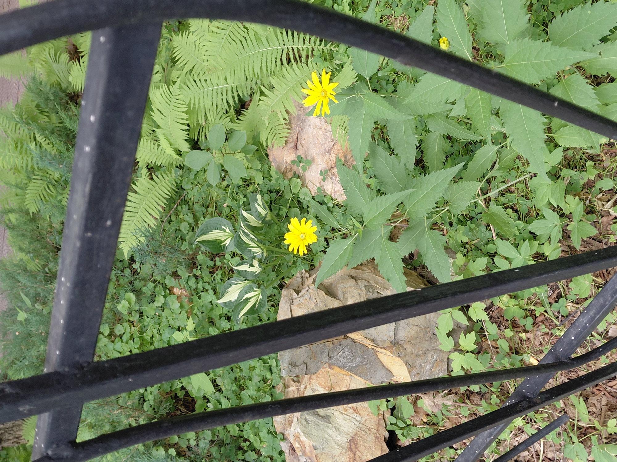 The image shows a section of a garden or park area, viewed through a black metal fence. In the foreground, several vertical black bars of the fence are visible, obscuring parts of the scene. Beyond the fence, lush green foliage is abundant. Two yellow daisy-like flowers are prominently featured, with one in the left-center of the image and another to its right. A large, light-colored rock with some grey and yellow striations is situated behind the left flower. In the background, large green fern fronds are abundant, interspersed with smaller green plants and some ground cover. The overall impression is that of a naturalistic garden setting within an urban environment. The presence of a fence suggests a contained or cultivated space, possibly a park or botanical garden. The lighting indicates it is daytime. There are no people or animals visible in the image. There is no information in the image that allows for the identification of the specific location within the city of Qarağandı city administration, Kazakhstan.