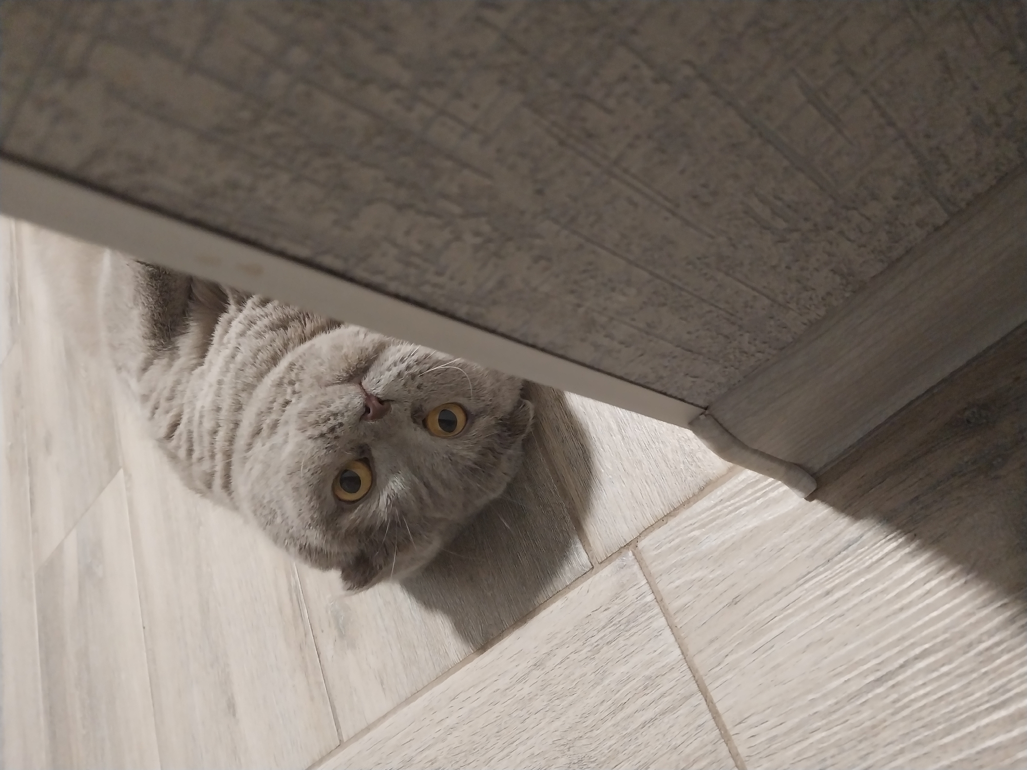A grey Scottish Fold cat is lying on its back on a light-colored wooden floor. Its eyes are wide open and yellow, and it appears to be looking directly at the camera. The cat's ears are folded down, which is characteristic of the breed. The floor is made of long planks with a visible wood grain pattern. To the right of the cat, a portion of a wall with textured grey wallpaper and a white baseboard is visible. The lighting suggests an indoor setting, possibly a home. There are no people or other animals present in the image. The location in Dnipro, Ukraine, cannot be determined from the visual information provided.