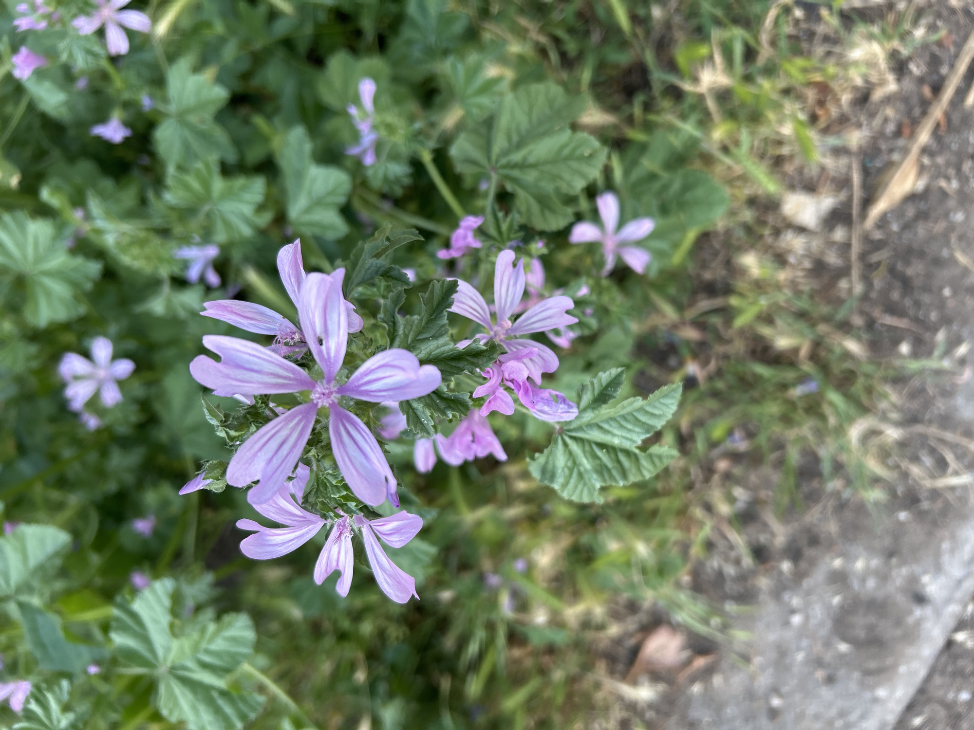 A high-angle, close-up shot captures a cluster of delicate, pale purple mallow flowers with darker purple veins, surrounded by green leaves and grass. The foreground features a gray concrete curb and rough, patchy ground covered in dry leaves and soil. The background is a blurred expanse of green foliage, with several other small mallow flowers visible in soft focus. The scene appears to be an outdoor, natural setting, possibly a park or a roadside verge. There are no people or discernible human activity present.