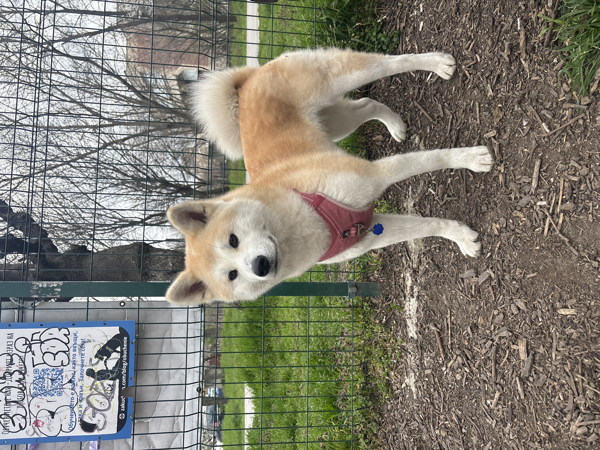 Here is a detailed description of the image:
**Subject:** The primary subject of the image is a medium-sized Akita dog with a cream and light brown coat. It is wearing a red harness with a blue tag.
**Setting:** The location appears to be an outdoor park or dog park. A green metal fence surrounds the area, and beyond the fence, there's a grassy area with trees in the background. The ground is covered with wood chips and some grass.
**Additional Details:**
* Attached to the fence is a sign. A URL is visible: zakuc2.com/blog/obuchenie.
* There are trees visible through the fence in the background.
* The weather is likely mild, judging by the attire of the unseen person who took the photo (dog wearing harness).
* The sign appears to be in Bulgarian.
**Probable location:** The URL on the sign and Bulgarian text indicates that the location is most likely in Bulgaria. Given the text on the sign and the presence of a dog park, this is likely near a Zakuc pet store or training facility, but I can't know the specific location in Plovdiv.