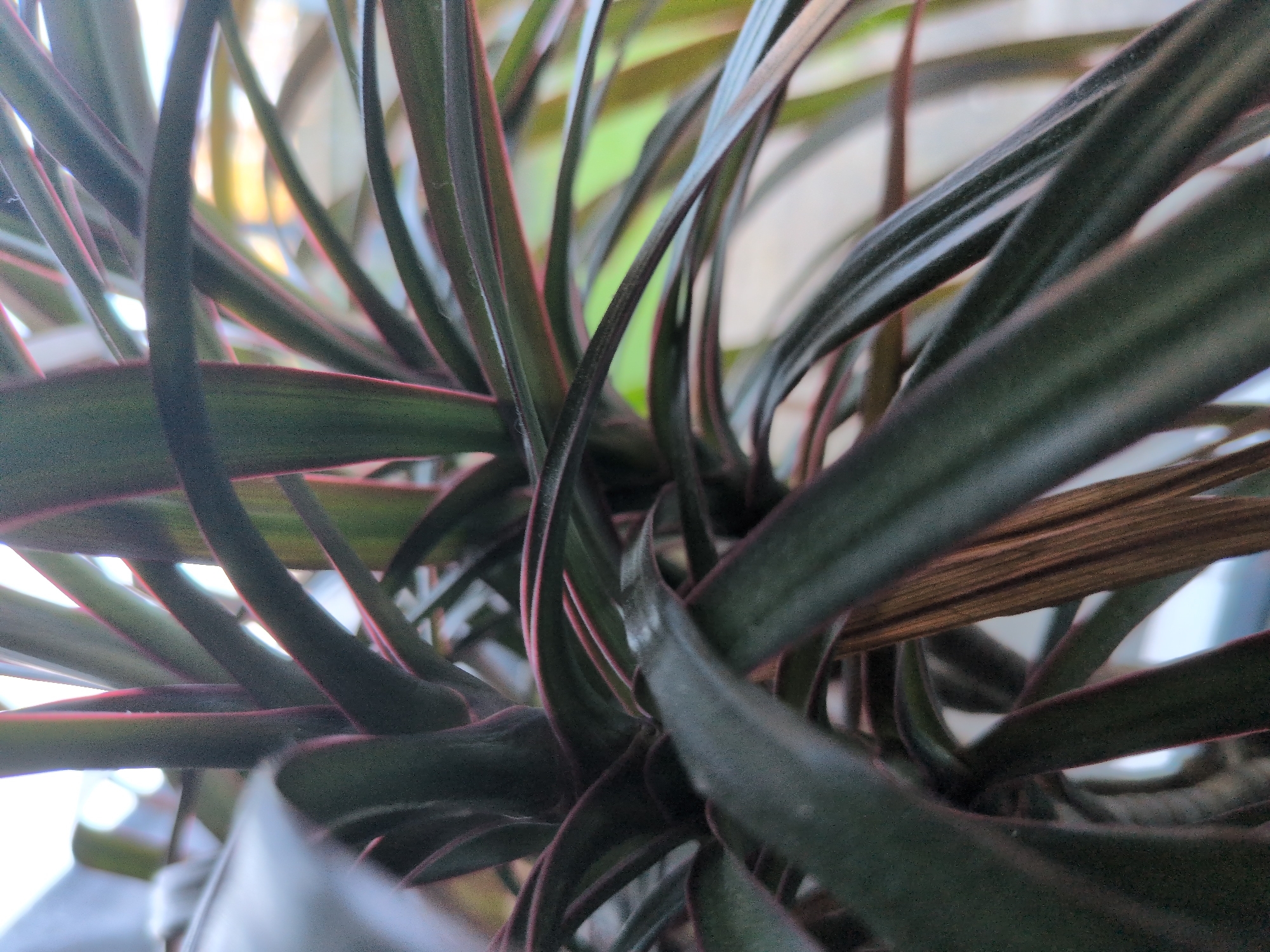 The image shows a close-up of a plant with long, narrow, dark green leaves that have a red or pinkish edge. Some leaves appear brown and dry. The plant is in a pot, which is visible at the bottom of the frame. The background is blurred and indistinct, showing hints of light and color. The location is unknown, and there is no evidence to suggest it is in London. There are no people present in the image.