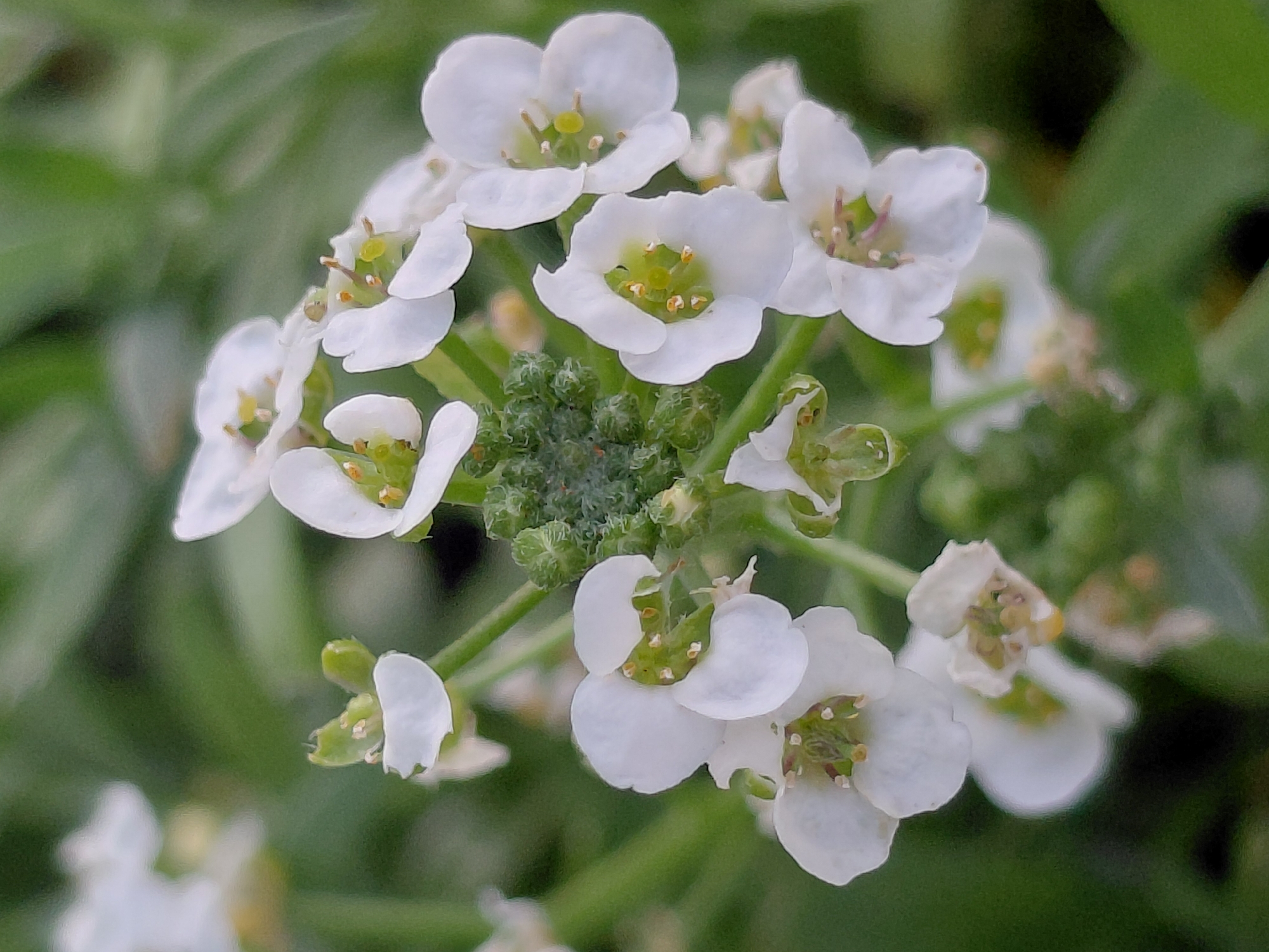 A close-up, soft-focus shot captures a cluster of small white flowers with green centers against a blurred green background. The flowers are delicate, with rounded petals and visible stamens. The overall impression is one of gentle, natural beauty. The image does not contain any specific elements that would allow for localization to a particular city or region.