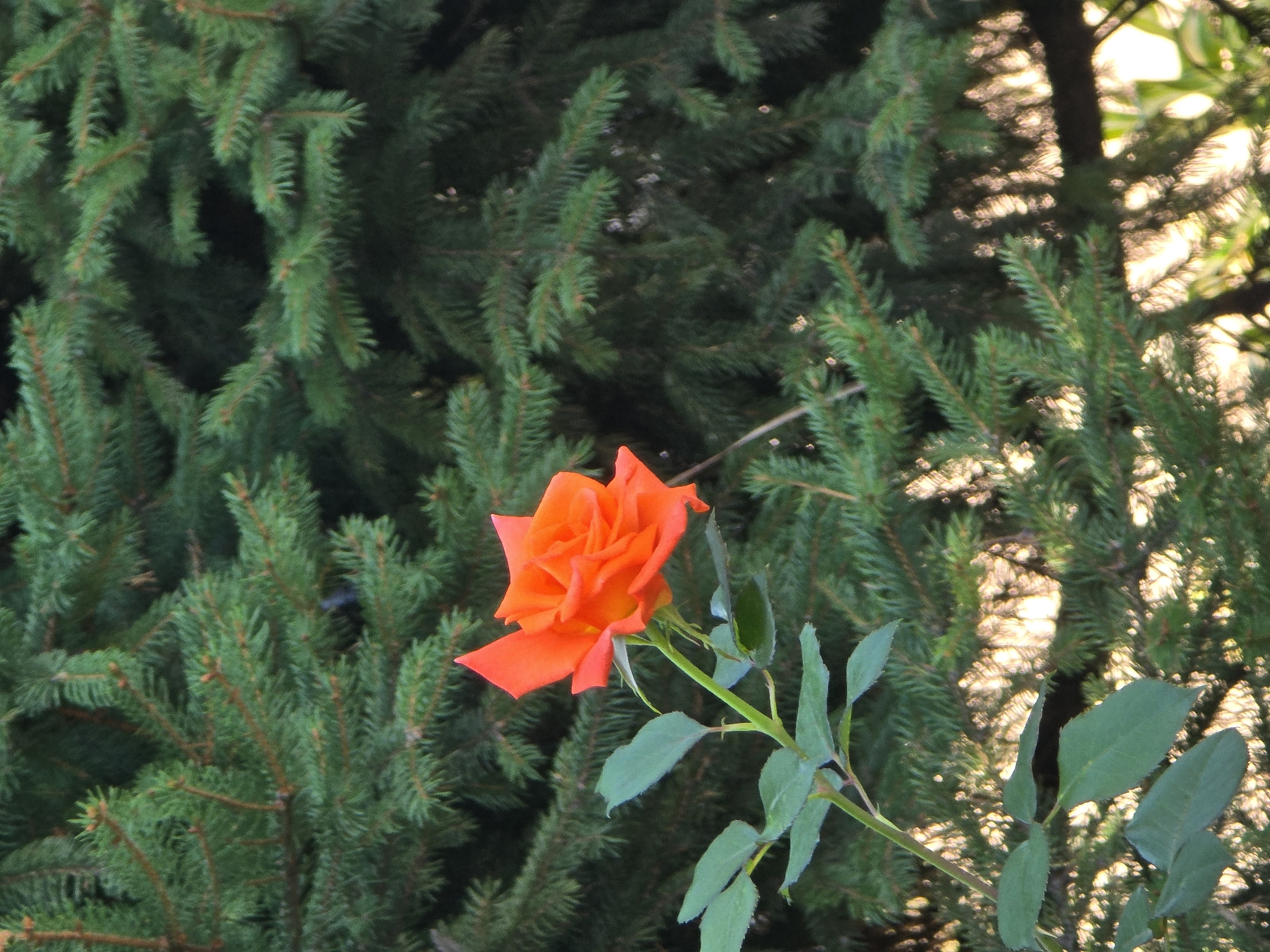 In Vyshneve, Ukraine, a single, vibrant orange rose blooms in focus against a backdrop of lush green fir tree branches. The rose, with its delicate petals unfurling, is the primary subject. Its stem and a few leaves are also visible, adding to the natural composition. The fir tree, out of focus, creates a dense, dark green texture that contrasts with the bright color of the rose. The lighting suggests it is daytime, with sunlight filtering through the foliage, creating dappled highlights in the background. The scene appears to be an outdoor setting, likely a garden or park.