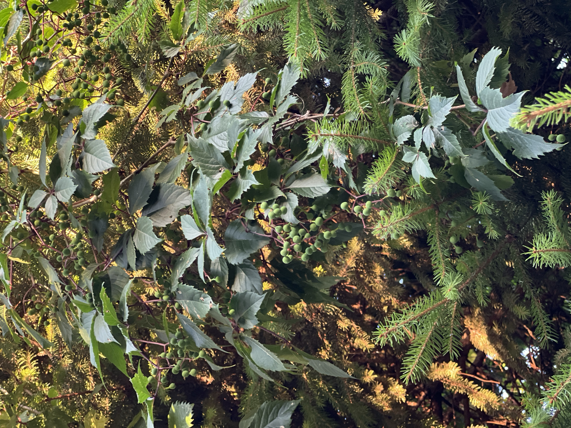 The image depicts a dense cluster of vegetation, with a vine bearing small green berries and serrated leaves intertwining with the branches of a coniferous tree. The foliage is lush and appears to be in a natural, outdoor setting. The lighting suggests it is either early morning or late afternoon, with sunlight filtering through the leaves and creating dappled patterns. There is no indication of human presence or any specific structures within the frame. The scene is composed primarily of green hues, with touches of golden light reflecting off some of the leaves and needles. The location is identified as Fontanka, Ukraine.
