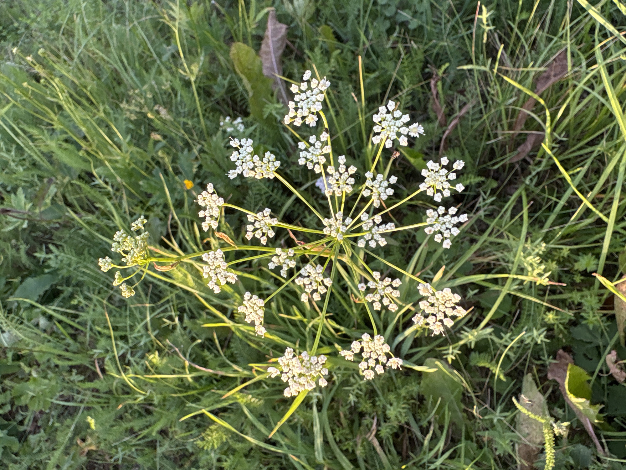 An overhead shot of a cluster of small, white flowers with multiple petals arranged in umbels. The flowers are growing in a patch of tall, green grass with some dried leaves visible on the ground. The lighting suggests it is daytime, possibly late afternoon, with sunlight casting long shadows and highlighting the delicate details of the blossoms and grass. There are no people or animals present. The scene is an outdoor natural environment, likely a meadow or field. There is no visible indication of the city of Большелуг, Russia, in the image.