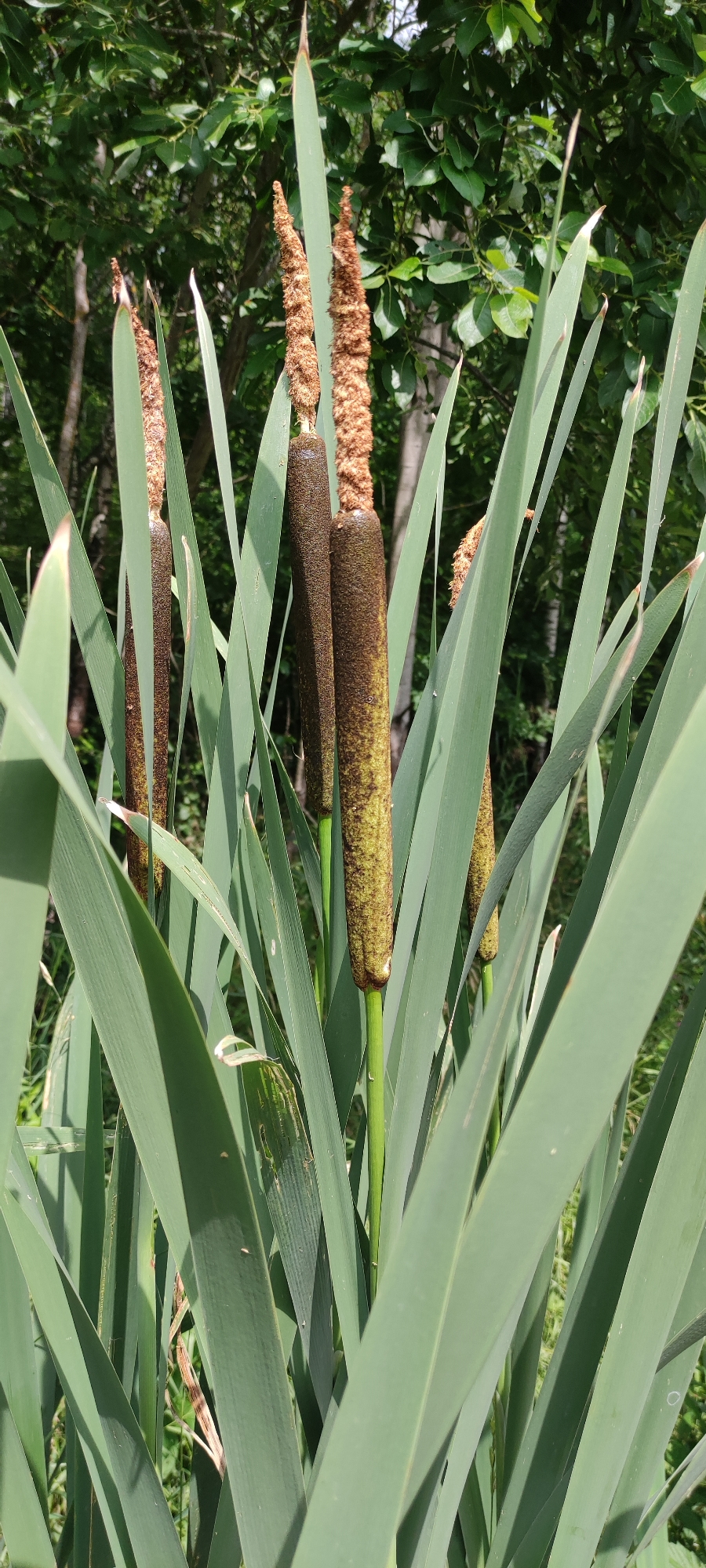 The image shows a close-up view of cattails with their distinctive brown, cylindrical flower heads. Several cattail stalks are visible, interspersed with long, sword-like green leaves. The background consists of lush green foliage, suggesting an outdoor environment, possibly a wetland or park area. The lighting indicates it is daytime. The scene appears to be a natural setting within the city of Moskovskiy Veteran SNT, Russia.
