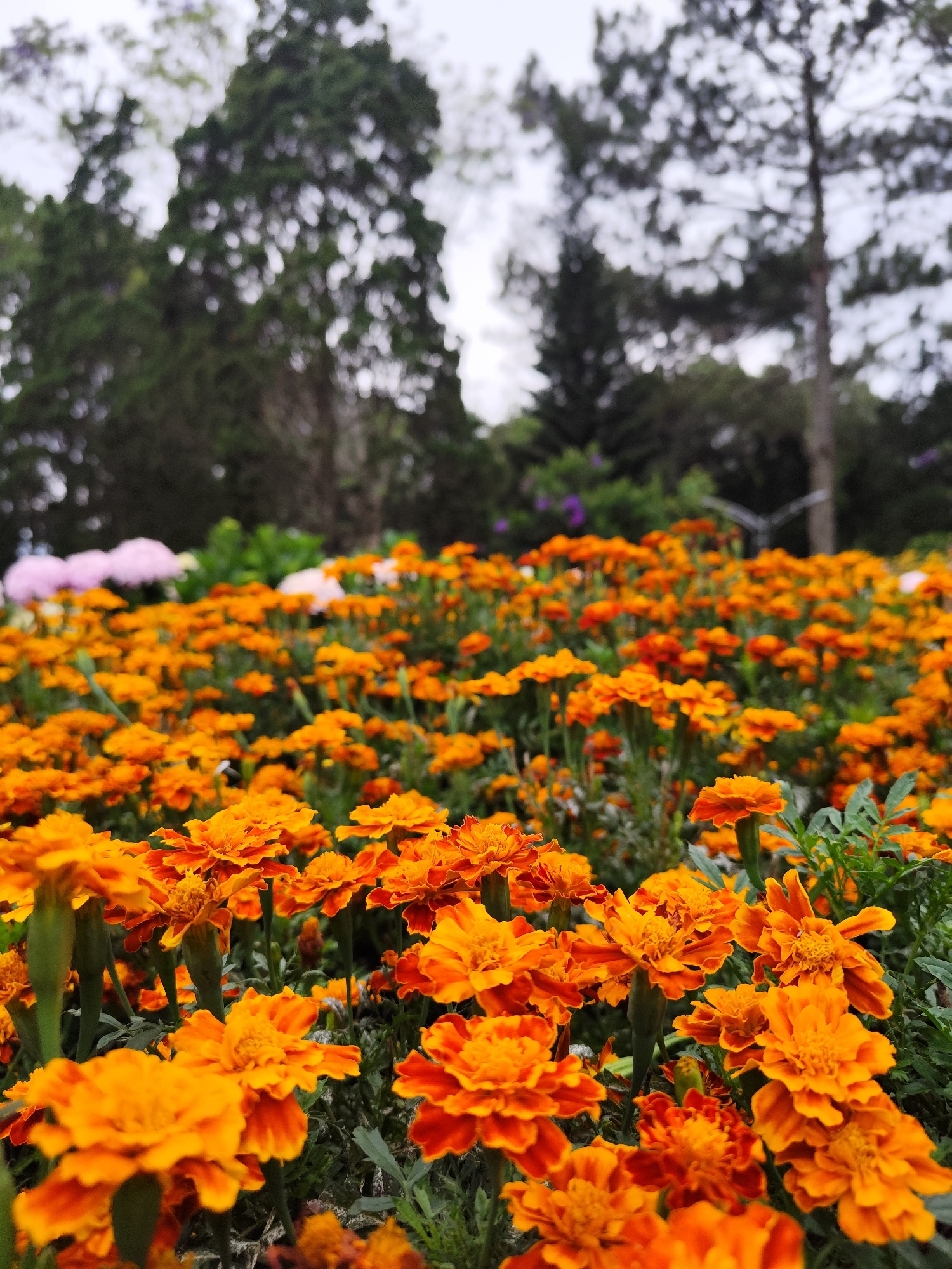 The image captures a field of vibrant orange marigold flowers, likely located in Da Lat, Vietnam. The flowers fill the foreground, densely packed together. Behind the marigolds, a variety of trees and foliage are visible, creating a backdrop of green. The sky appears overcast. No people are present in the scene.