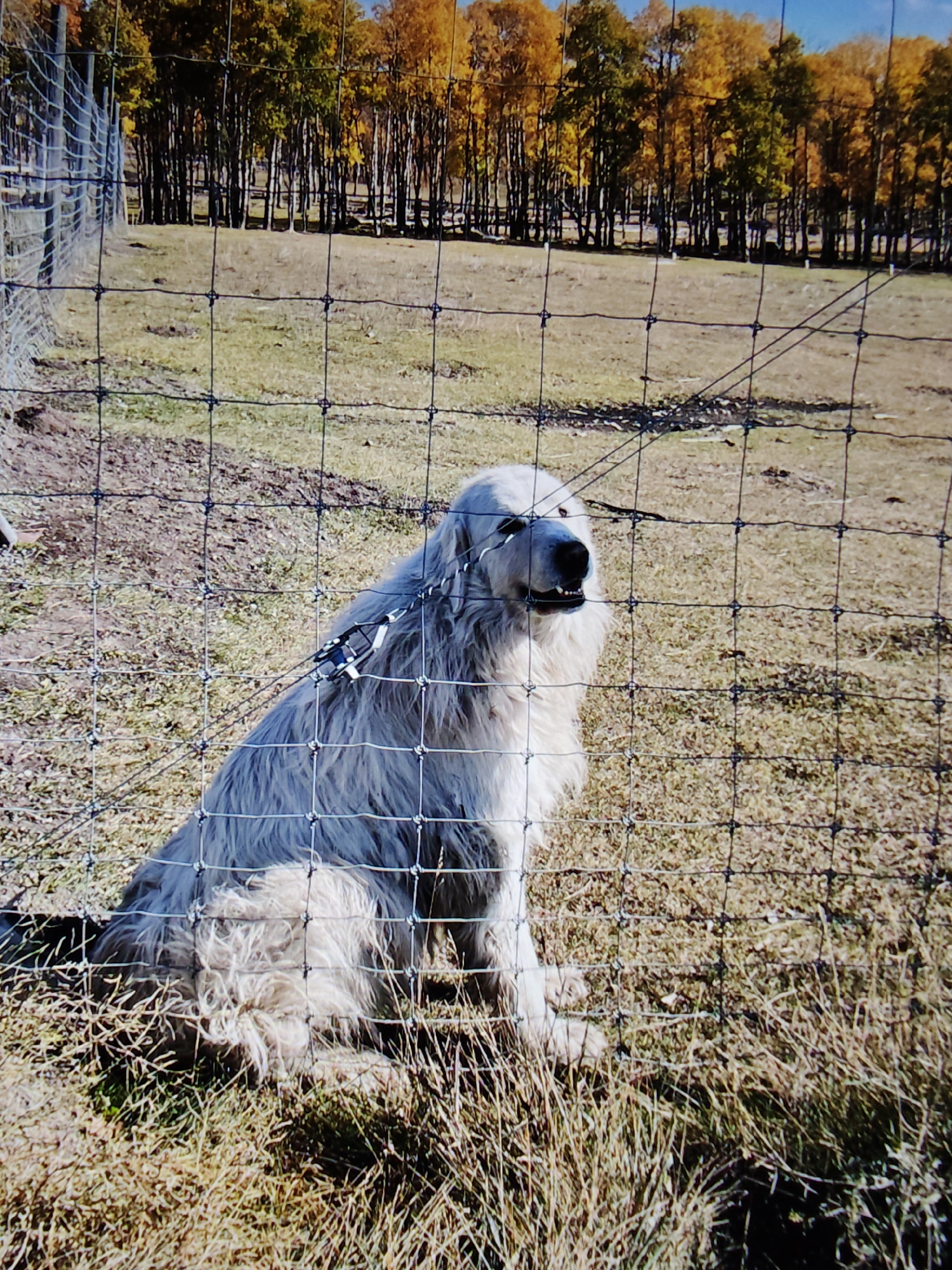 A fluffy white Great Pyrenees dog is sitting on dry grass, facing the camera and looking slightly to the left. The dog has a black nose and is wearing a black collar with a metal buckle. A wire fence is in the foreground, obscuring parts of the dog's body and the background. The background consists of a line of trees with autumn foliage in shades of yellow and orange, set against a bright blue sky. The scene appears to be in a rural or semi-rural setting. There is no indication that this image was taken in Calgary, Canada.