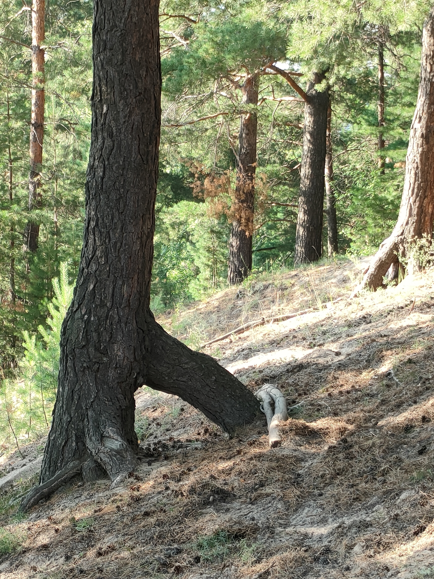 The image depicts a pine forest scene with a focus on a distinctive pine tree in the foreground. The tree has a gnarled trunk with a large, arching branch that extends horizontally out from its base, creating an opening. The ground is covered in pine needles, cones, and sparse vegetation. Sunlight filters through the trees, casting dappled shadows on the forest floor. In the background, other pine trees are visible, along with green foliage. A small, light-colored, curved piece of wood or root lies on the ground near the base of the main tree. The image does not contain any people or any identifiable landmarks that would allow for a specific location within Barnaul, Russia, to be determined.