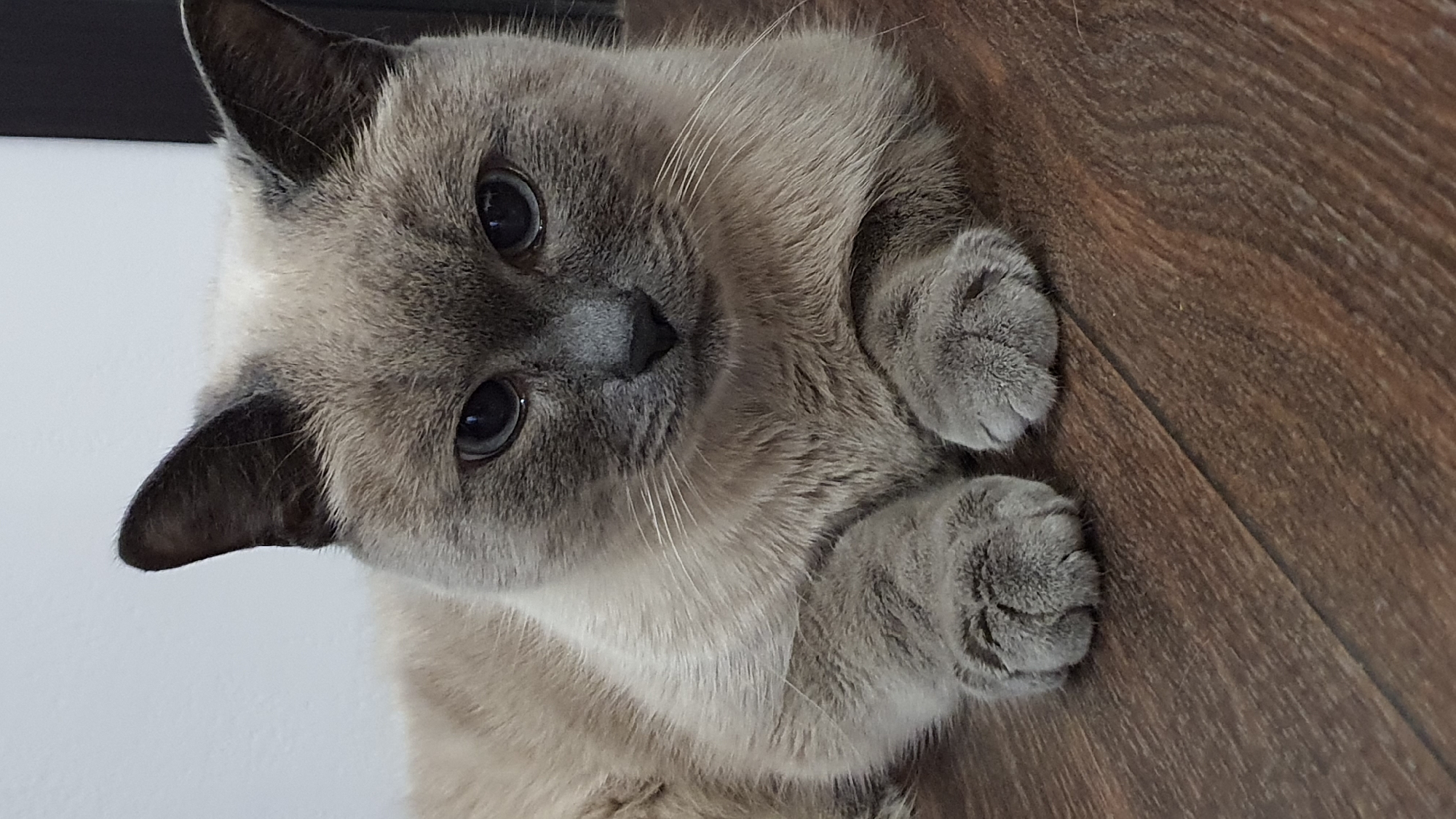 A domestic cat with a light brown and grey coat is lying on a wooden floor. The cat's head is turned towards the camera, and its paws are resting in front of it. The background is a plain white wall. The image does not contain any information about the city of Krasnoyarsk, Russia.