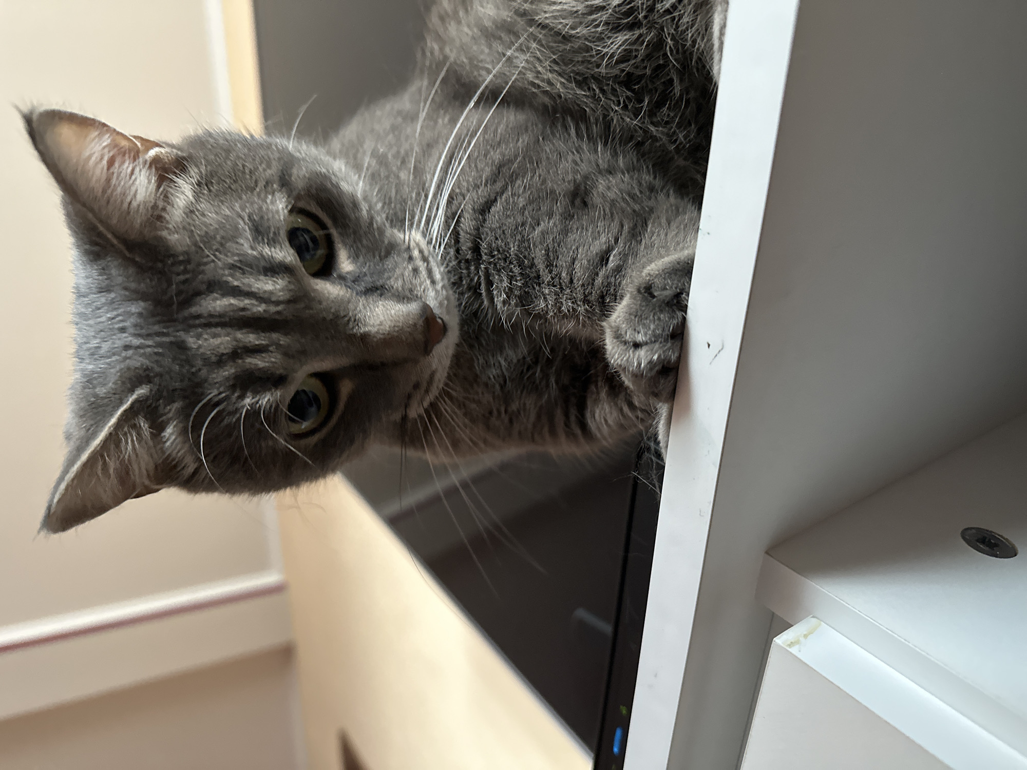 A gray tabby cat is looking down from a white shelf unit. The cat has green eyes and white whiskers. The shelf unit contains an electronic device with a black screen. The background is a light beige color. There is no information to verify the location is Krasnoyarsk, Russia.