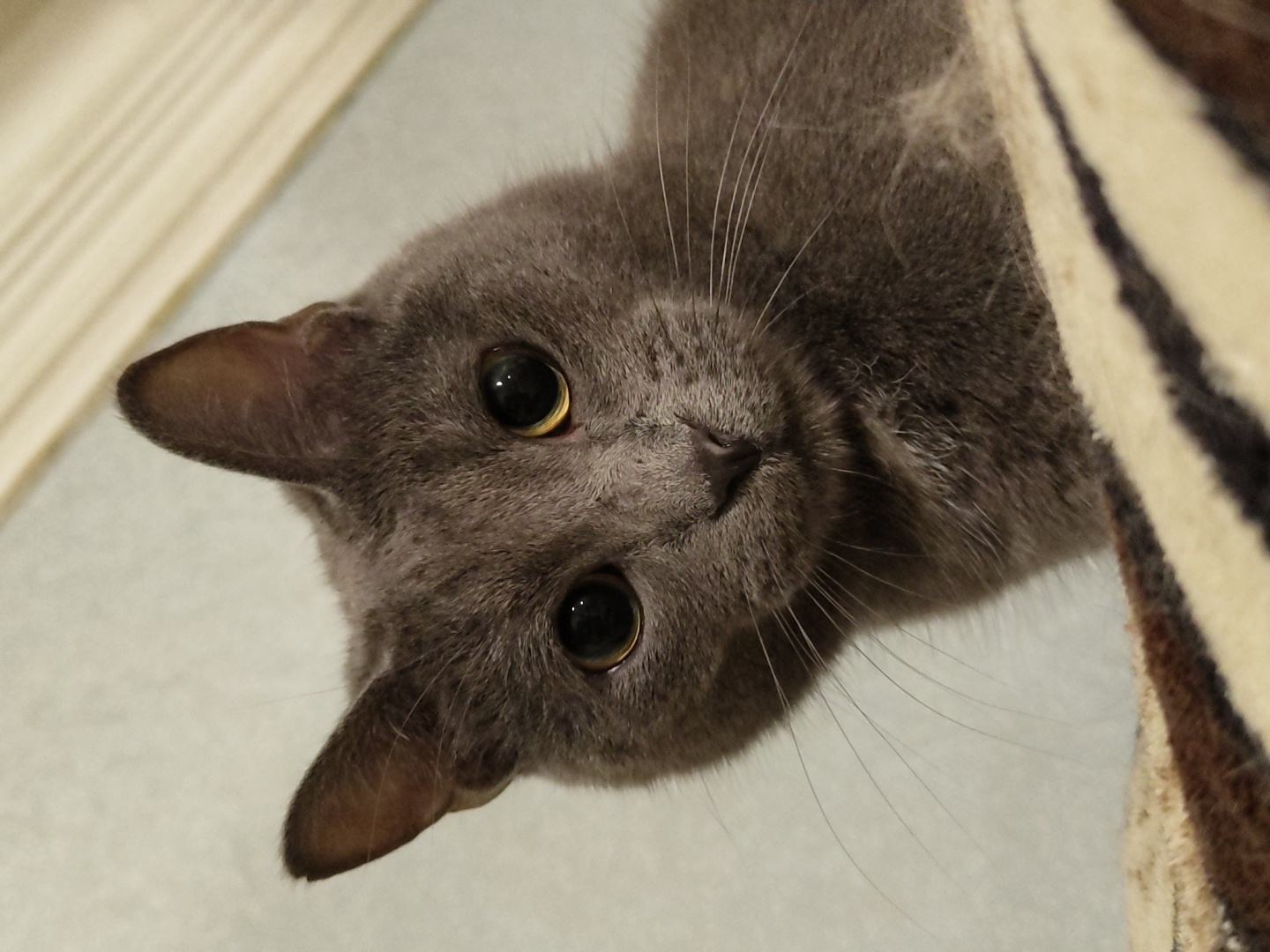 A close-up, low-angle shot features a domestic cat with gray fur and large, dark eyes. The cat is looking directly at the camera, with its head tilted slightly to the left. Its ears are perked up, and its whiskers are prominent. The cat is resting on a striped surface, possibly a blanket or cushion, with bands of brown and beige. The background is a soft, textured wall in a pale blue or gray hue, with a hint of a lighter-colored surface, possibly wood, in the upper right corner. The lighting is soft, casting a gentle illumination on the cat's face. The image quality is good, with sharp focus on the cat's features.