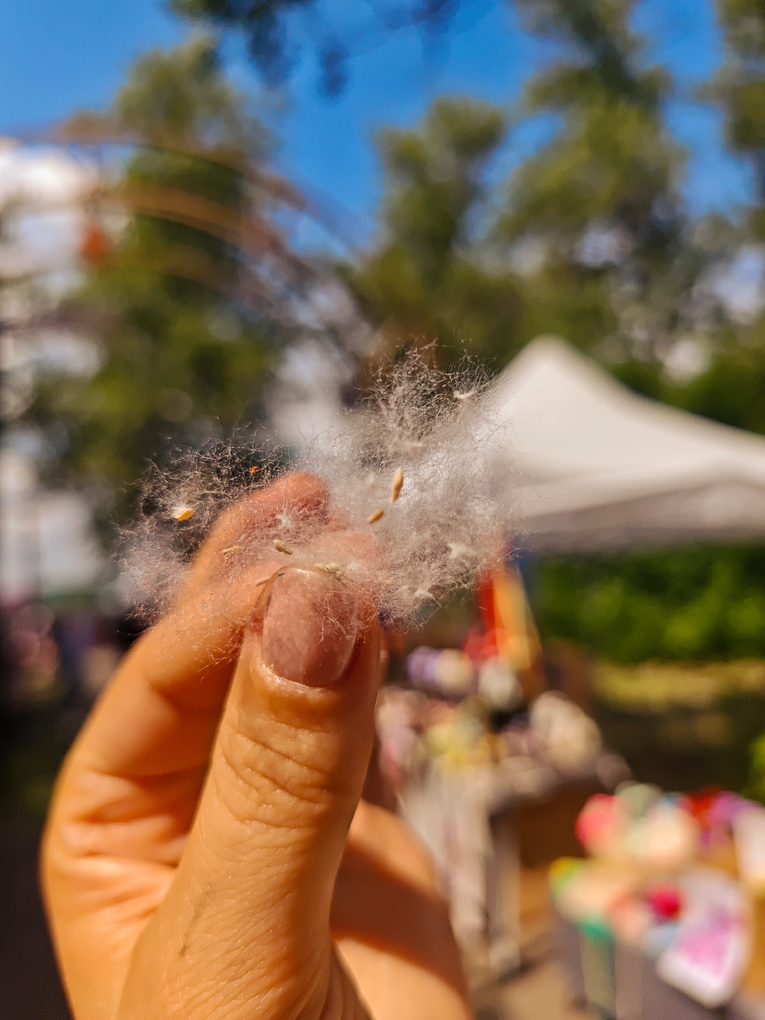 A close-up, low-angle shot features a person's hand in the foreground, holding a cluster of fluffy white seeds with small brown seed husks. The hand is illuminated by sunlight, revealing skin texture and a fingernail. In the blurred background, a white tent is visible, likely at an outdoor event or market, with hints of green trees and a blue sky above. The overall scene suggests a bright, sunny day, possibly in a park or public space. There is no identifiable location in Kimry, Russia.