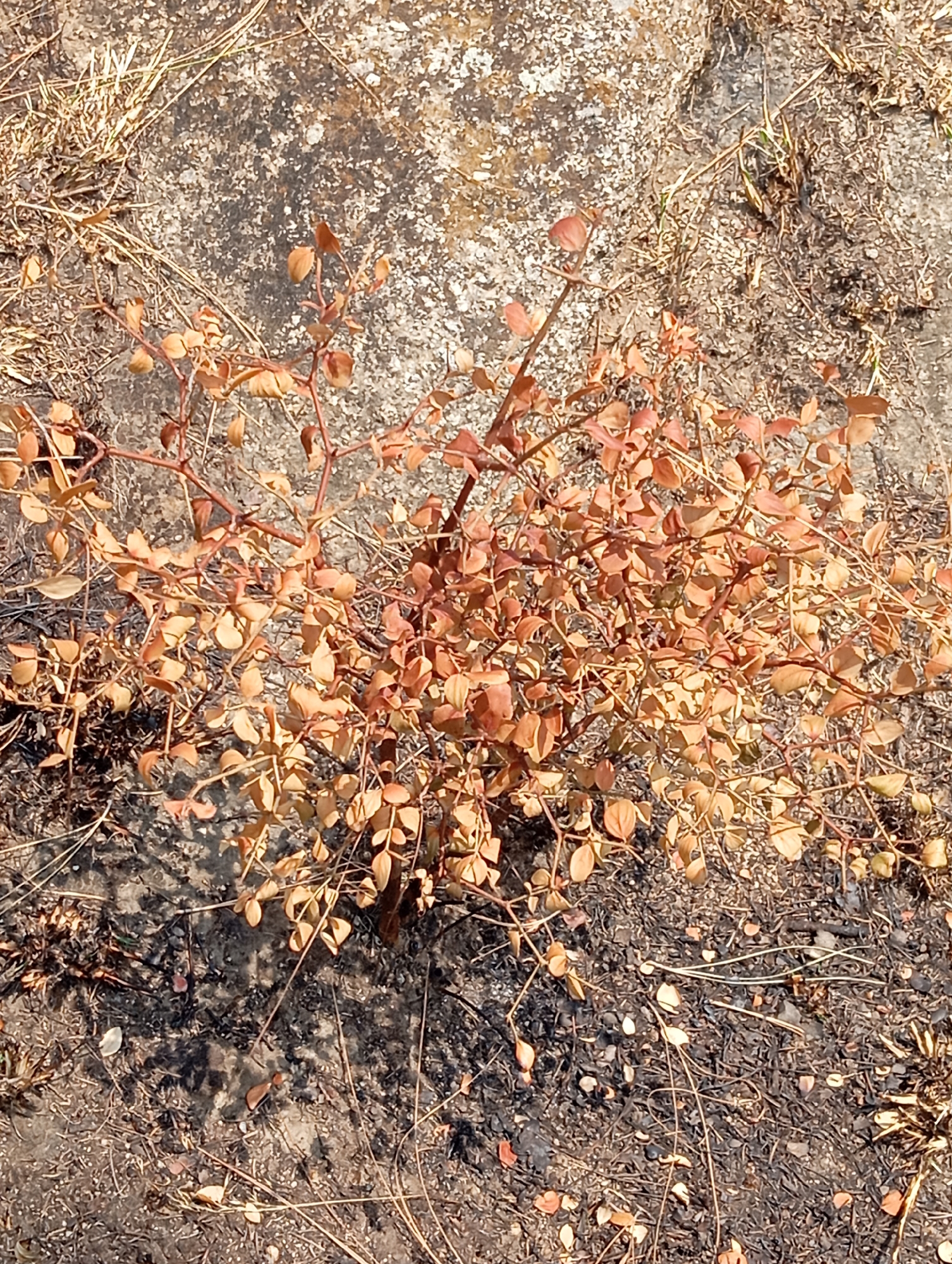 A close-up, overhead view captures a small, dried-out plant with reddish-brown leaves and thin, woody stems. The plant is situated on cracked, dry ground, with scattered dry grass and small pebbles visible. The overall impression is one of arid conditions, possibly indicating a drought. The location is identified as Hakale, Pakistan. No people are present in the image.