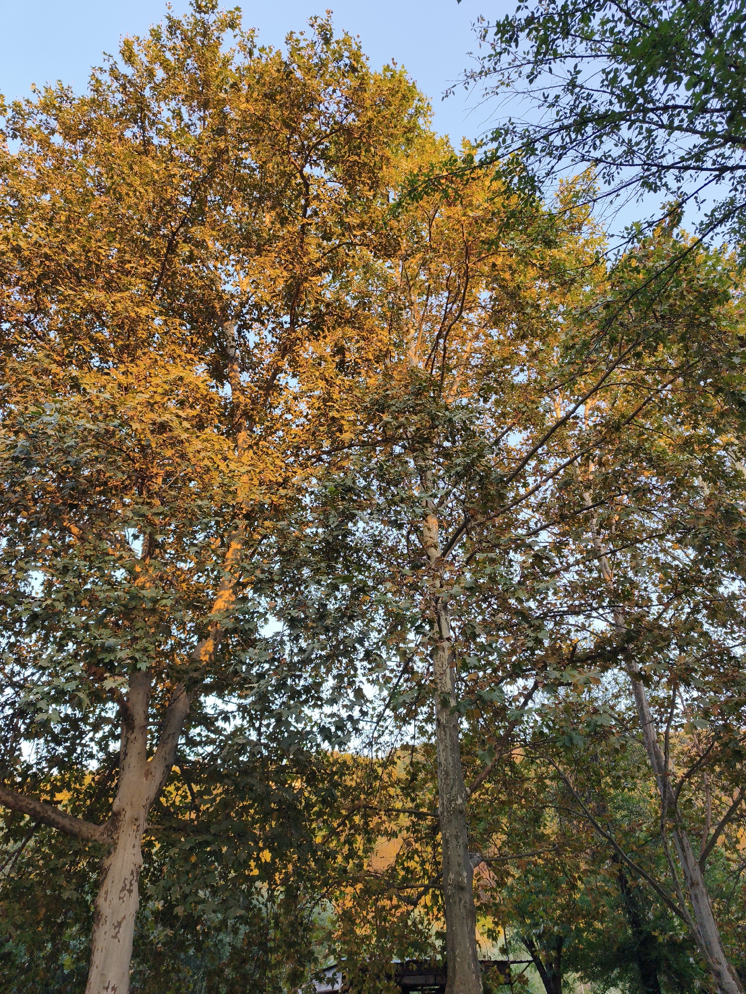 This image captures a close-up view of sycamore trees with leaves turning golden and green, set against a clear blue sky. The sunlight filters through the foliage, creating a dappled effect. In the background, a hillside is covered in trees displaying a variety of autumn colors, from yellow to orange. The lower portion of the image reveals the textured bark of the sycamore trees and hints of a dark, possibly man-made structure, suggesting an outdoor or park-like setting. While the specific location within Lovech, Bulgaria, is not identifiable from the image alone, the scene depicts a natural landscape during the autumn season. There are no people or animals visible.
