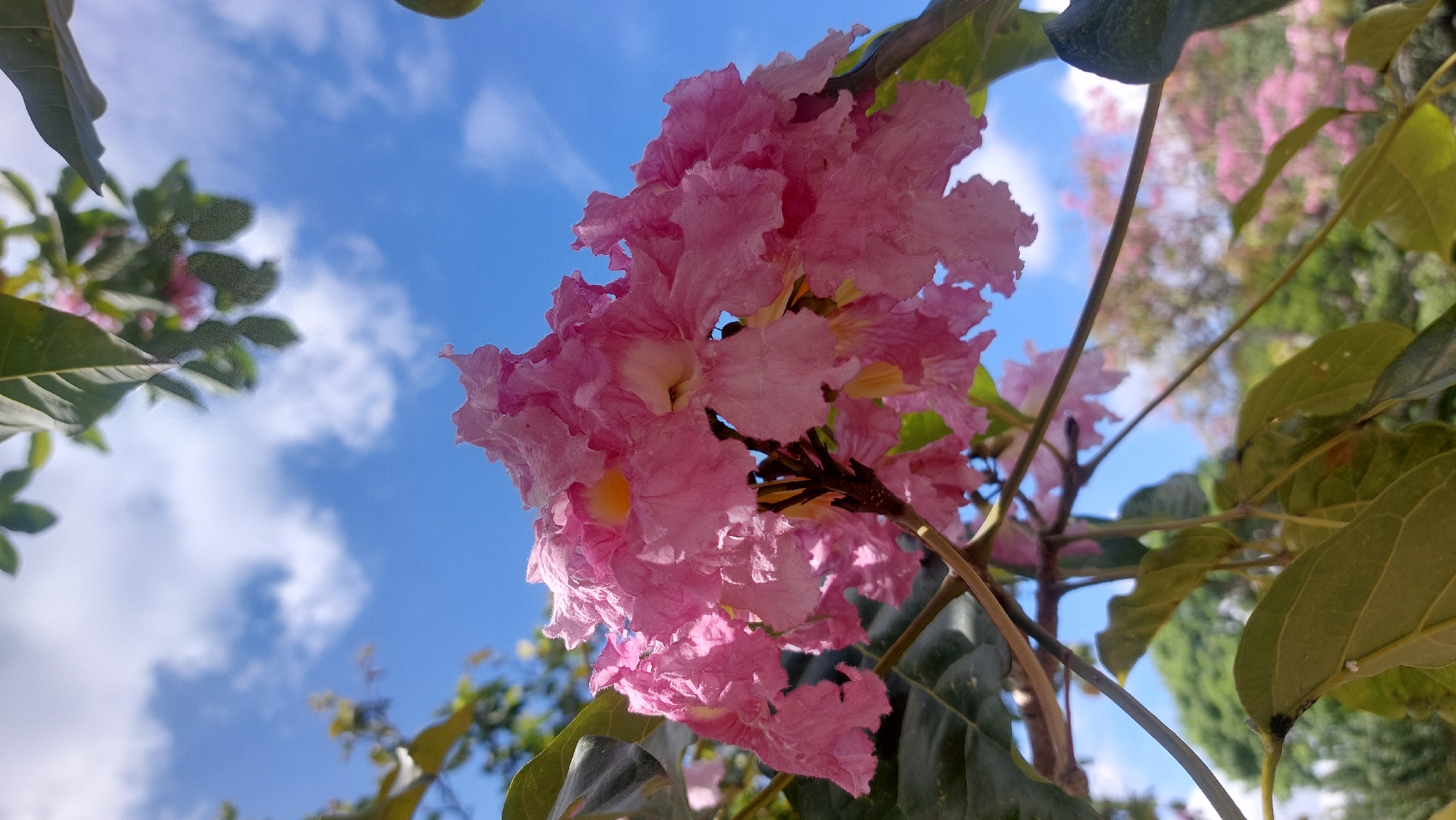 The image captures a low-angle view of a cluster of pink flowers in bloom against a blue sky with scattered clouds. The flower arrangement dominates the center of the frame, with branches and green leaves partially obscuring the sky. Additional foliage and glimpses of other pink blossoms can be seen in the background. The composition suggests the photo was taken outdoors. The location is Caracas, Venezuela.