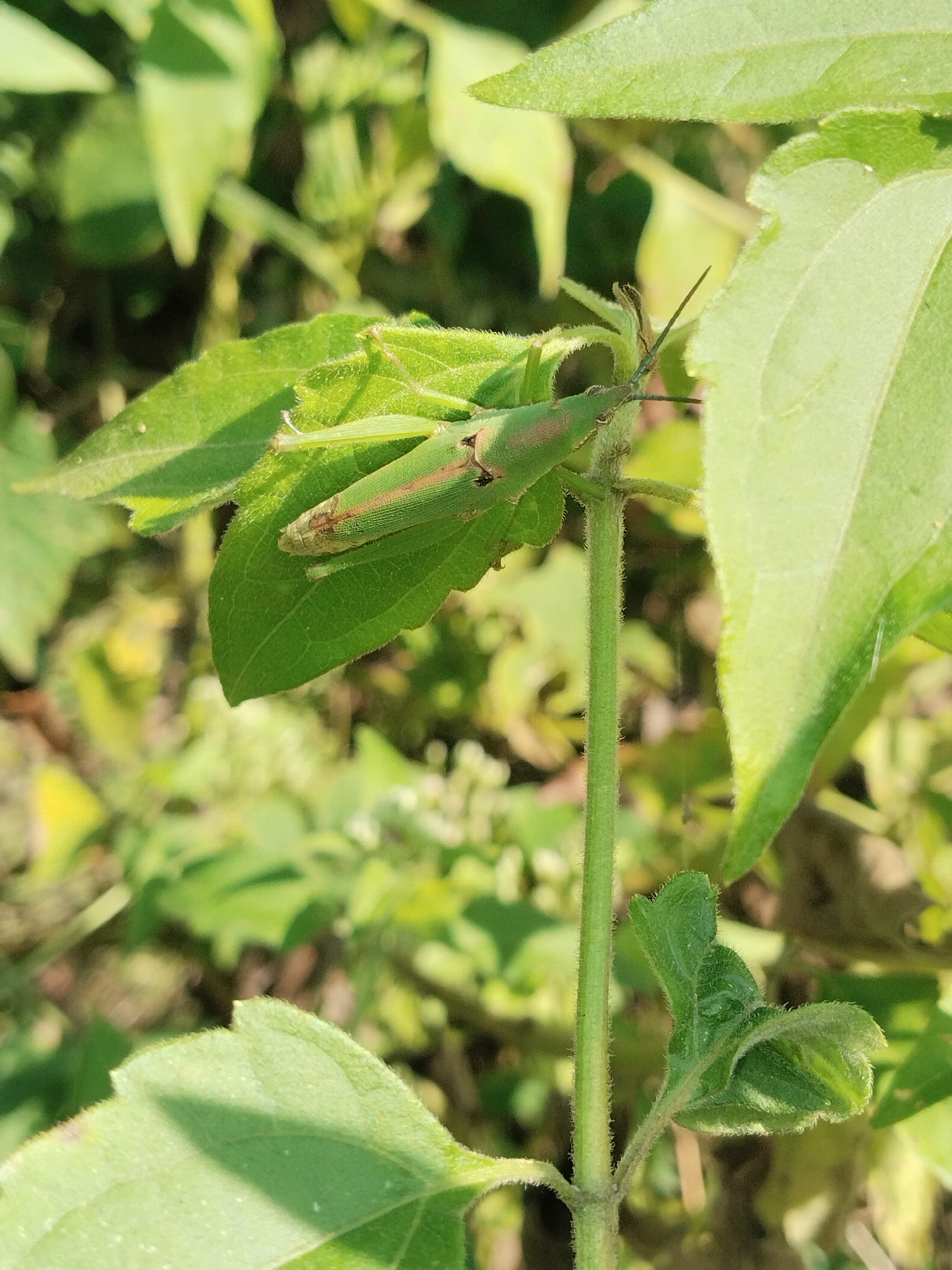 A green grasshopper is perched on a green leaf, its body elongated and segmented. The grasshopper's head is pointed forward, with long antennae extending from its forehead. Its wings are folded along its back, revealing a delicate vein pattern. The leaf it rests on is broad and veined, with a slightly serrated edge. The background is a blur of green foliage, suggesting an outdoor environment. The lighting is bright, casting subtle shadows on the leaf and grasshopper.
