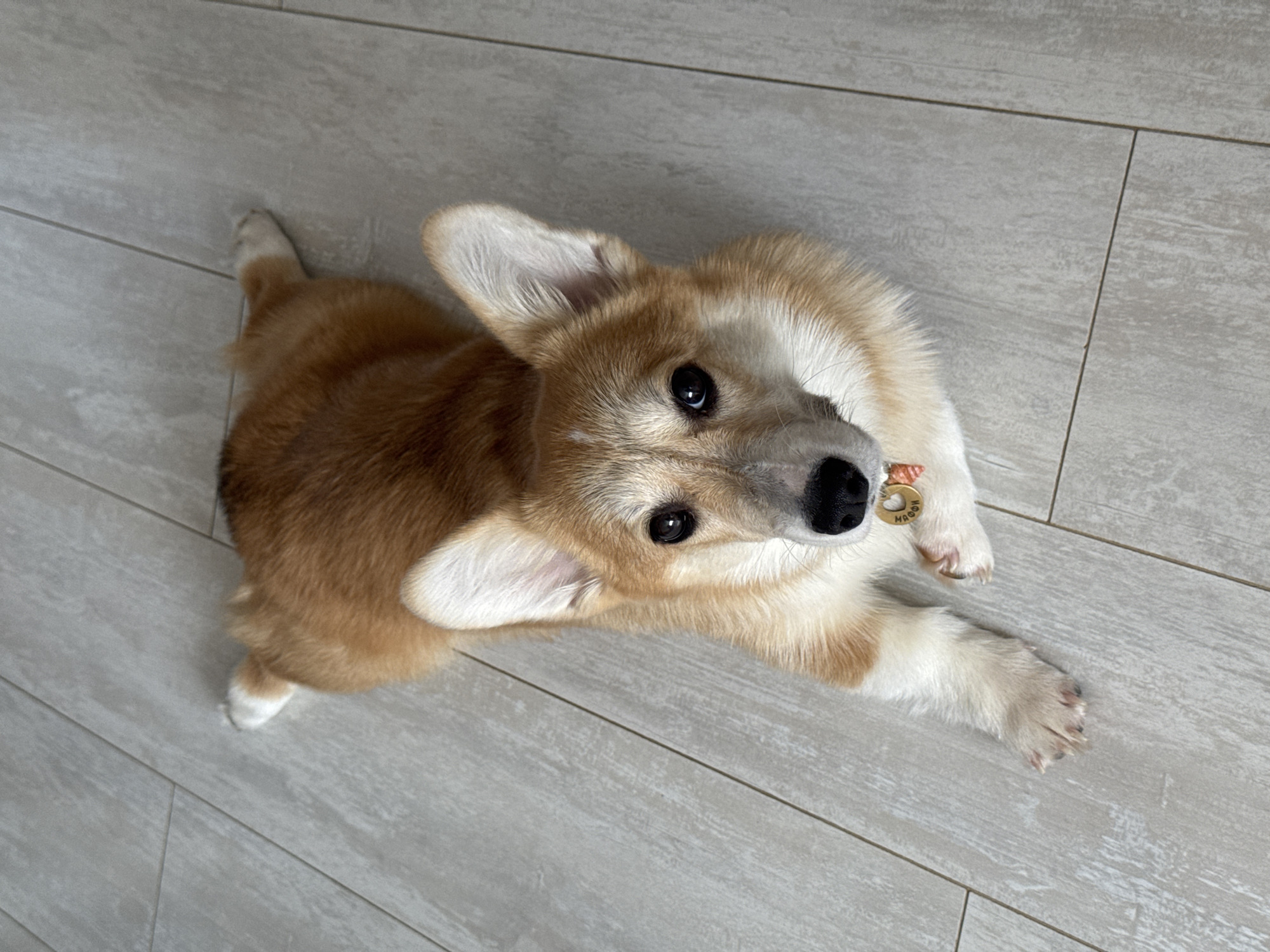 A young Pembroke Welsh Corgi dog with a brown and white coat is the central subject of this indoor, overhead shot. The dog is lying on a light-colored floor, which appears to be laminate or tile with a wood-grain pattern, running lengthwise away from the camera. The Corgi is looking directly up towards the camera with large, dark, expressive eyes, conveying curiosity and attentiveness. Its ears are perked up, and its mouth is slightly open, revealing a small, dark nose. Around its neck, the dog wears a collar with a small, circular golden tag that clearly displays the name "MAGGIE". The dog's front paws are visible near its head, and one back paw is partially seen towards the left of the frame. The overall lighting is bright and even, suggesting a daytime setting indoors in Chaikovsky, Russia.