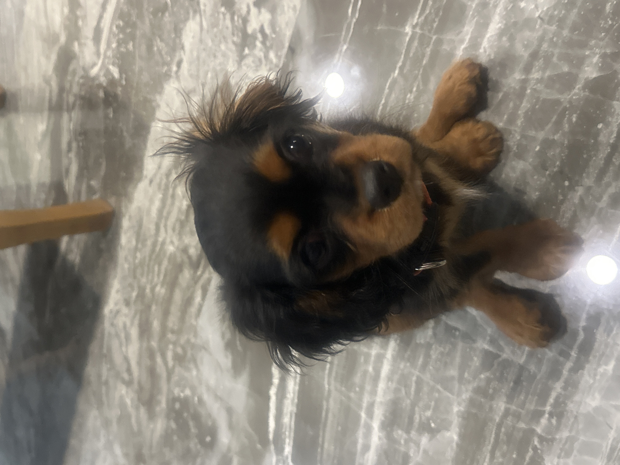 A Cavalier King Charles Spaniel puppy with black and tan fur lies on a marble floor. The puppy is positioned towards the upper right of the frame, with its front paws visible and its head tilted upwards towards the viewer. The floor has a gray and white marble pattern with reflective spots. The edge of a wooden chair or stool is visible in the lower left corner of the frame. The image does not provide any information about the city of Puebla, Mexico.