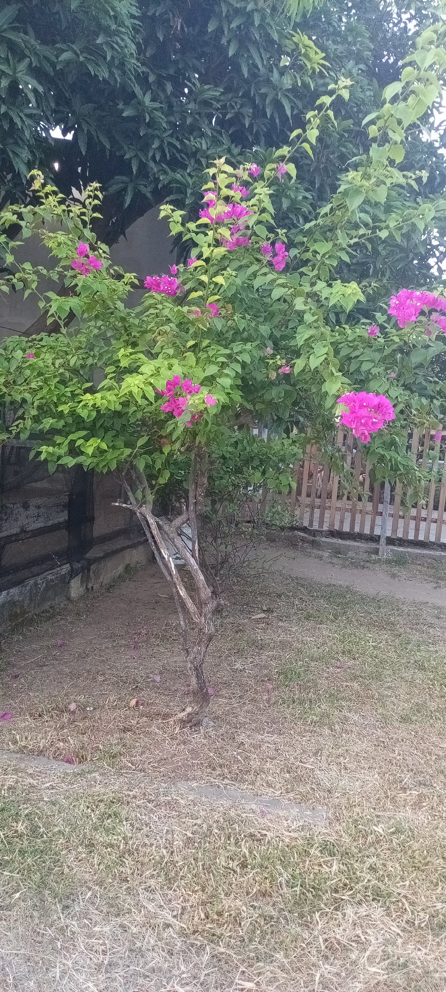 The image shows a bougainvillea tree in what appears to be a yard or garden in Lhokseumawe, Indonesia. The tree is flowering with vibrant pink blooms amidst its green leaves. The trunk is bare and multi-stemmed near the base.
Behind the tree is a mix of a dark wooden structure (possibly a wall) and a light-colored wooden fence. The ground is covered in dry grass and patches of bare earth. In the background, there's a large tree with dense green foliage. The overall setting appears to be a residential or suburban area.