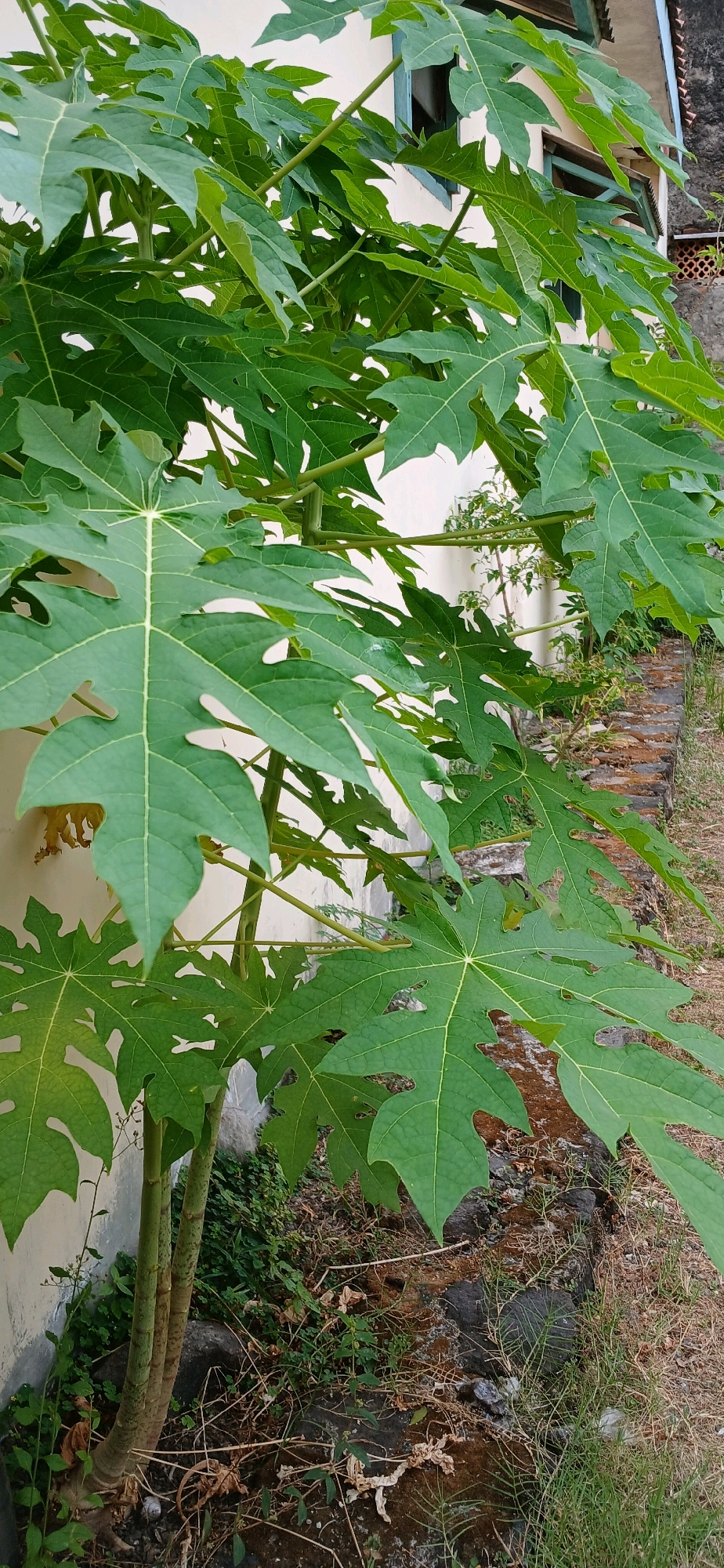A papaya tree with large, green, palmate leaves stands against a light-colored building. The tree's trunk is visible at the bottom left of the frame, showing two distinct stems. The ground around the tree is covered with dry leaves, grass, and some dark stones. A low wall, constructed from reddish-brown bricks or tiles, runs along the right side of the frame. The building has at least one window with a dark frame. The scene appears to be outdoors in a residential or garden area.