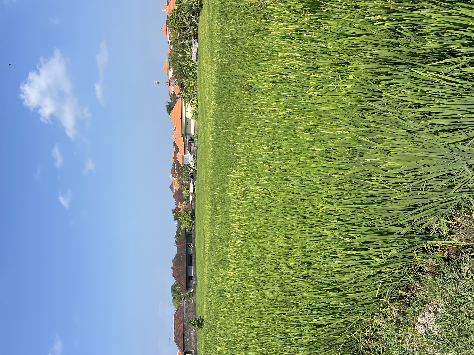 In Mengwi, Indonesia, a vibrant green rice paddy dominates the foreground under a clear blue sky with scattered white clouds. The paddy is lush and tall, with individual stalks showing hints of yellowing grain. In the middle ground, a cluster of buildings with orange-tiled roofs and various architectural styles is visible, interspersed with trees and greenery. Some of these structures appear to be residential homes, while others might be part of a local village or community. A tall communication tower stands out among the rooftops in the distance. The overall impression is one of a rural landscape in Indonesia, with agriculture and residential life coexisting.