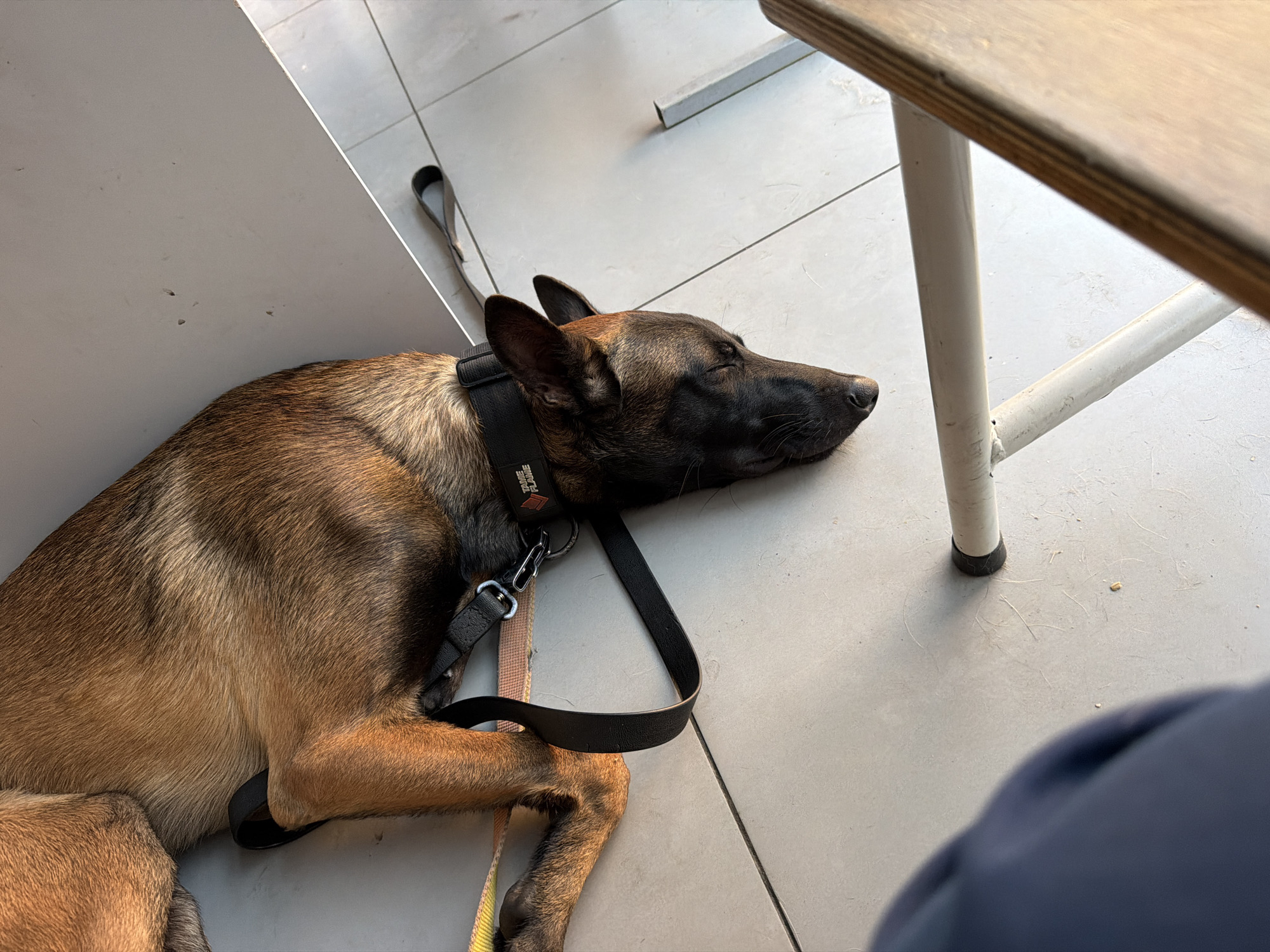 A tan and black German Shepherd lies on a tiled floor, its head resting near a white metal chair. The dog is wearing a black collar with an orange and white logo that reads "TAME FLAME." A black leash is attached to the collar and trails to the left of the dog. The dog appears to be sleeping. The environment is indoors, with a light-colored tiled floor and a white metal chair. The lighting suggests it is daytime. This scene is located in Rostov-on-Don, Russia.