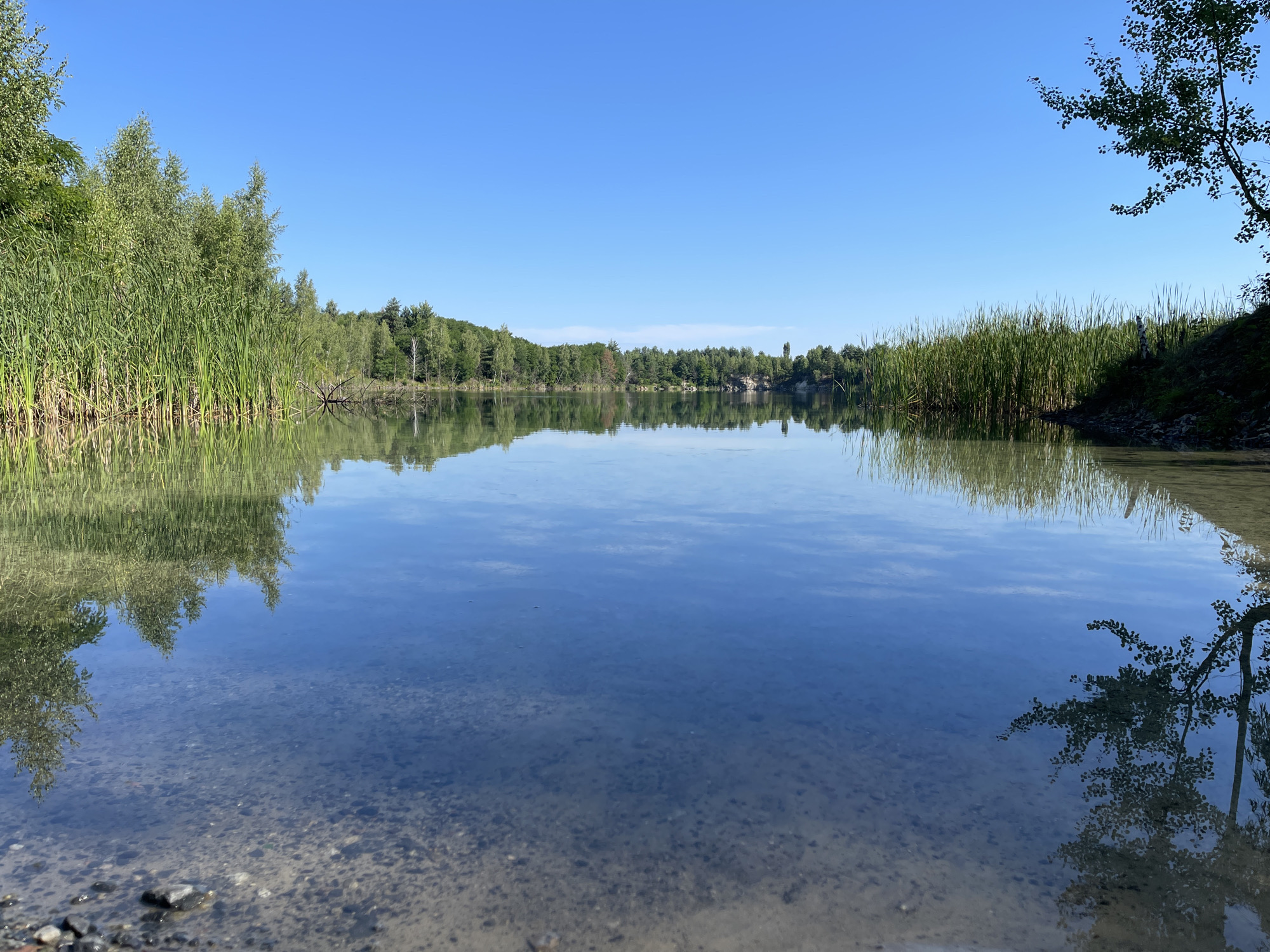This is a horizontal, eye-level, medium shot of a tranquil lake under a clear blue sky. The foreground is a shallow, sandy shoreline with scattered rocks and pebbles. The lake water is clear, allowing the sandy bottom to be visible in places. The middle ground and background are dominated by the reflection of the lush green vegetation and trees lining the opposite bank, as well as the bright blue sky. Tall reeds and grasses grow along the near bank on the left side of the image, and a single tree branch with leaves extends into the frame from the upper right corner, its reflection also visible in the water. The scene is serene and natural, suggesting a peaceful outdoor location. The image is sourced from Korosten, Ukraine.