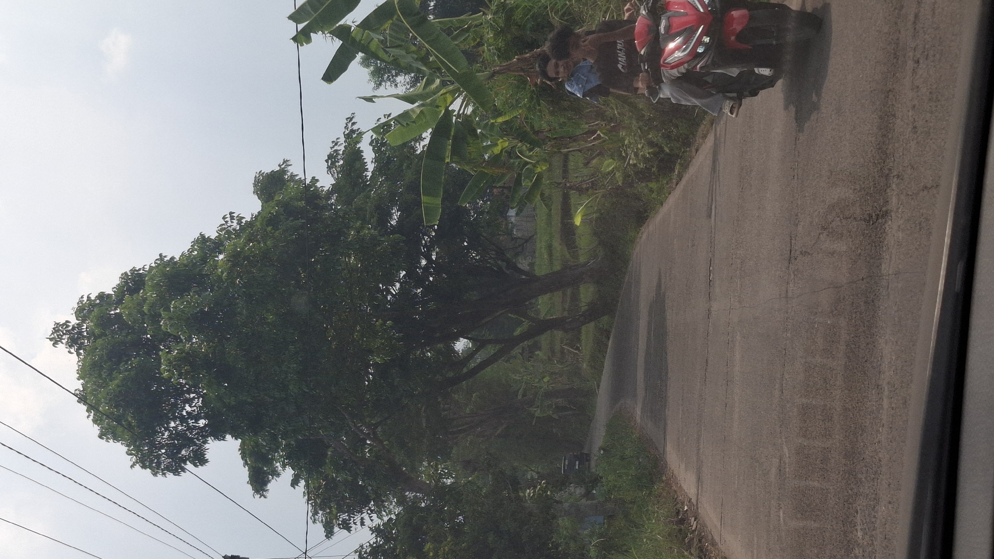 The image captures a rural road in Cibinong Hilir, Indonesia, under an overcast sky. A paved road, showing signs of wear and tear with cracks and patches, curves through a landscape dominated by lush green trees and vegetation. On the right side of the road, a red motorcycle is ridden by two individuals. The person in front, a male wearing a dark t-shirt with white text, is driving. Behind him, a female wearing a denim jacket and light-colored pants is a passenger. They are both looking forward. The road is bordered by tall trees with dense foliage on the left and a mix of trees and banana plants on the right, with hints of agricultural fields and distant structures. The atmosphere appears humid and natural.