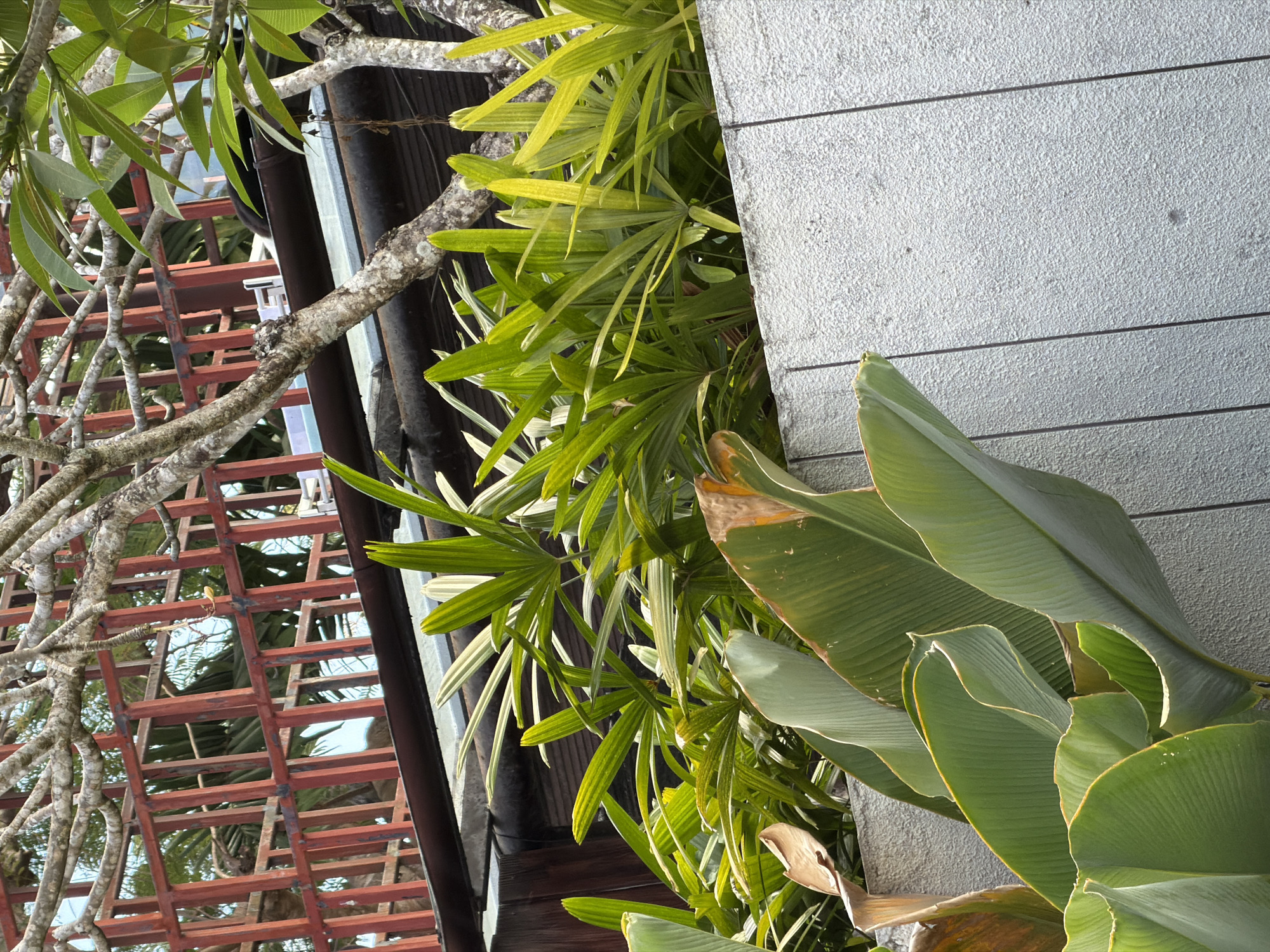 The image shows an outdoor scene with lush greenery and a textured wall. In the foreground, large, broad green leaves with prominent veins are visible, some with slight browning at the edges. Behind these, a dense arrangement of slender, light green leaves, possibly from a palm or similar plant, creates a vibrant layer. The plants are situated in front of a light grey, textured wall with vertical lines, suggesting it might be a constructed barrier or building facade. Above the plants, branches of a tree with textured bark extend into the frame, and behind the tree, a structure with a red, lattice-like pattern is visible, hinting at a fence or architectural element. The overall impression is a garden or outdoor space, possibly in a tropical setting given the vegetation. This scene is located in Kuta Selatan, Indonesia, known for its beaches and resorts.