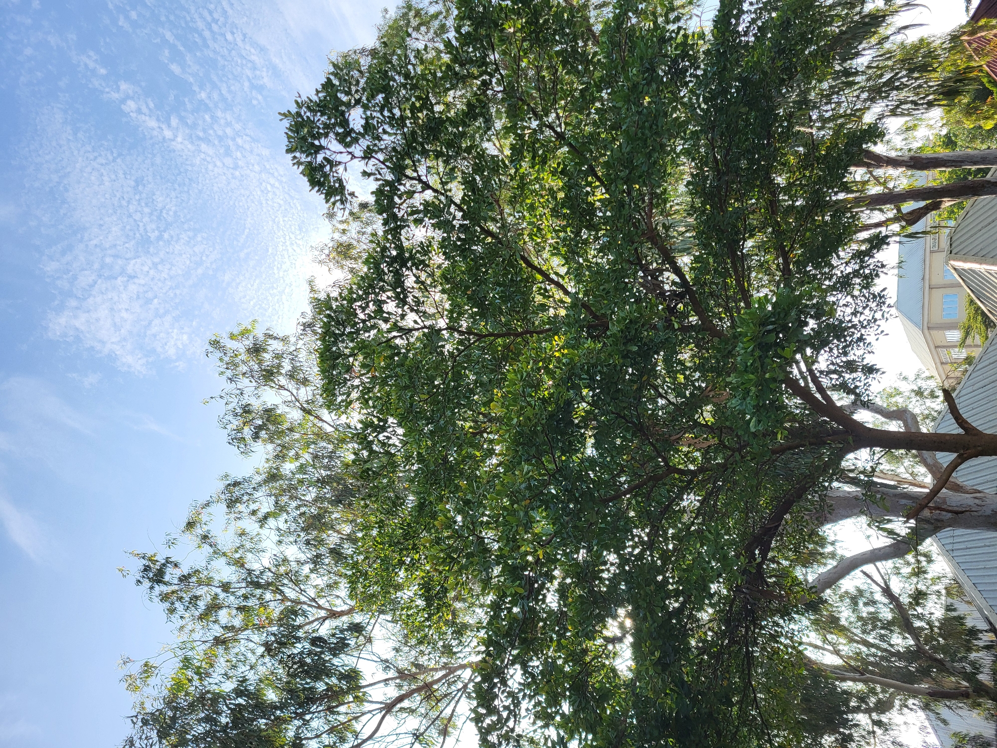This is a vertical, eye-level shot of a dense green tree canopy against a bright blue sky with scattered, wispy white clouds. Sunlight filters through the leaves, creating bright spots and dappled shadows. In the background, behind the trees, are several buildings with peaked roofs, suggesting an urban or semi-urban setting. The architecture of the buildings appears modern with light-colored walls and blue-tinted windows. The presence of trees and buildings indicates this scene is likely in a populated area, possibly a park or residential district. The overall impression is of a sunny day with lush vegetation. The image does not contain any people or animals.