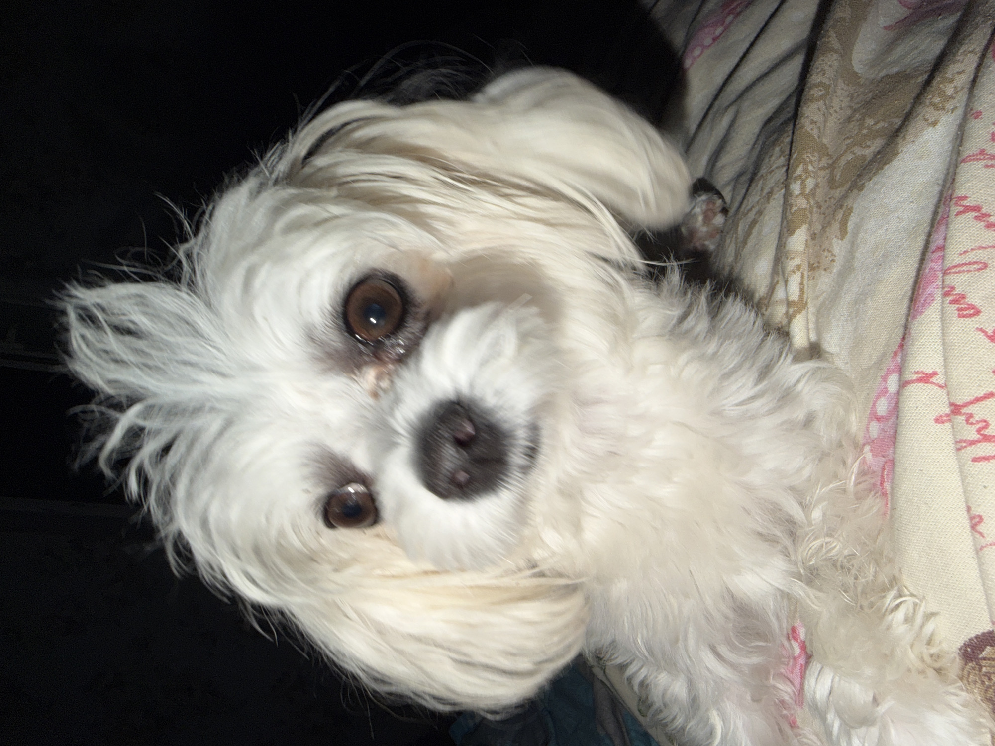 A small white dog with brown eyes and a black nose is sitting on a patterned blanket. The dog's fur is fluffy and light-colored, with some strands standing up on its head. The dog is looking directly at the camera. The background is dark and out of focus. The blanket has a light-colored base with pink and brown patterns. The image appears to be taken indoors. There is no indication of the location being in Partenit, Ukraine.