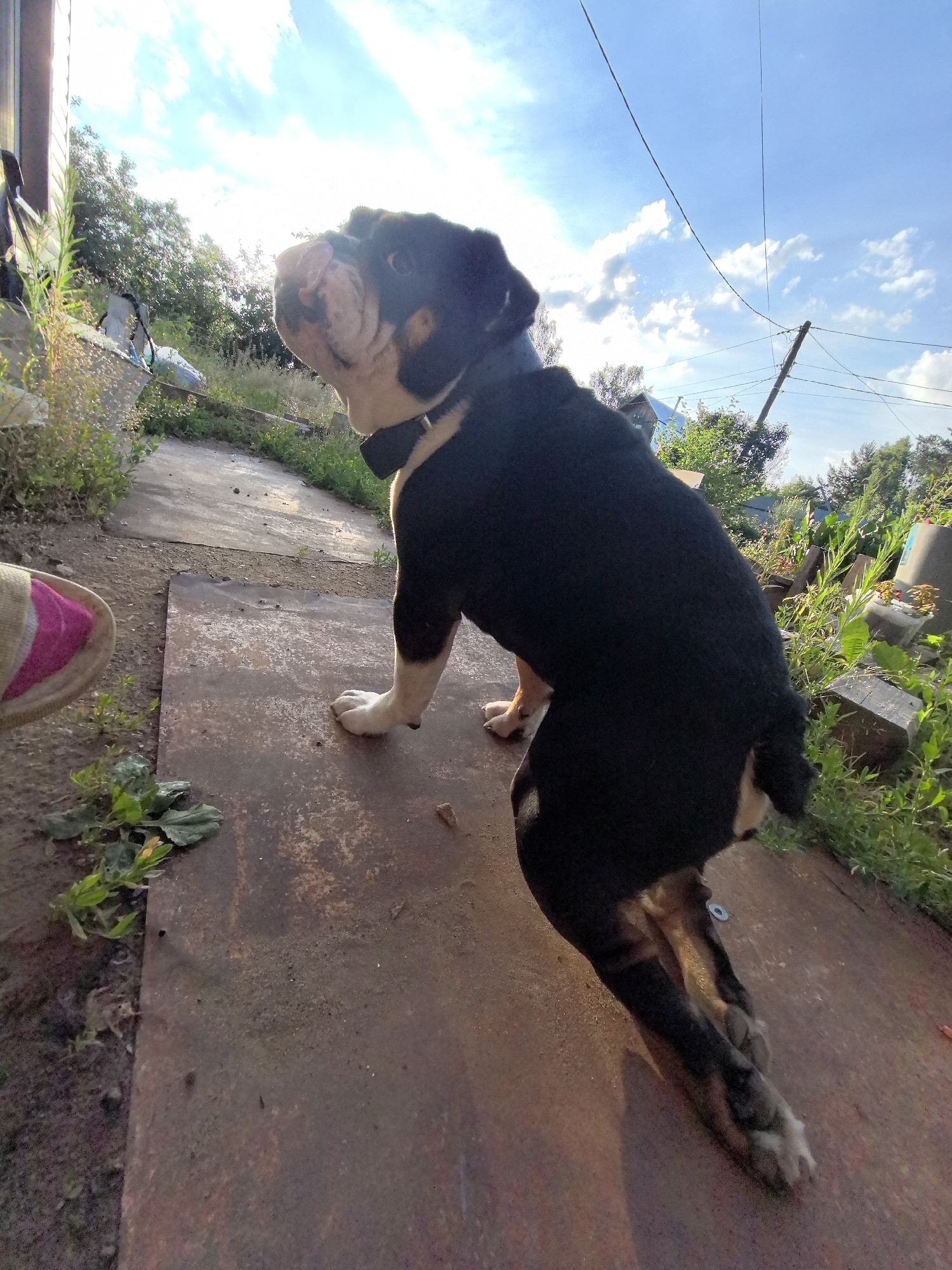 A black and tan bulldog is posed outdoors on a rusty metal platform. The dog is looking upwards towards a bright blue sky with scattered white clouds, and the sun is shining, casting shadows. The dog is wearing a black collar and its front paws are on the metal platform while its hind legs are slightly bent, suggesting it might be about to move. To the left, a pink and beige slipper is visible on the ground, implying a human presence nearby. The background consists of overgrown green vegetation, trees, and some scattered debris, including wooden planks and plastic containers, indicating an outdoor, possibly rural or semi-urban environment. Electrical wires are strung across the sky, supported by a wooden pole. The overall impression is a candid snapshot of a dog in a somewhat unkempt outdoor setting. The location is specified as Noviy, Russia.