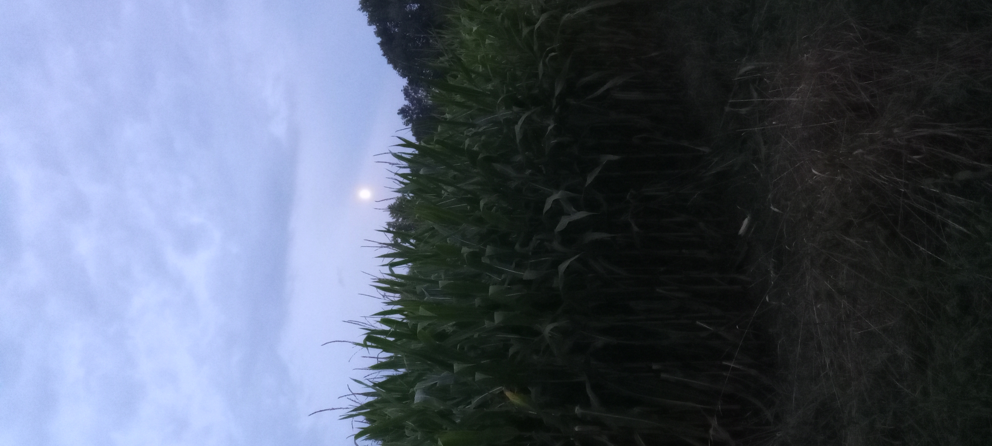 A full vertical shot captures a cornfield at dusk, with a faint moon visible in the cloudy sky. The corn stalks are tall and dense, filling the middle and lower portions of the frame. The foreground consists of dark, grassy ground. The overall lighting suggests twilight. The scene is set in Dortmund, Germany.