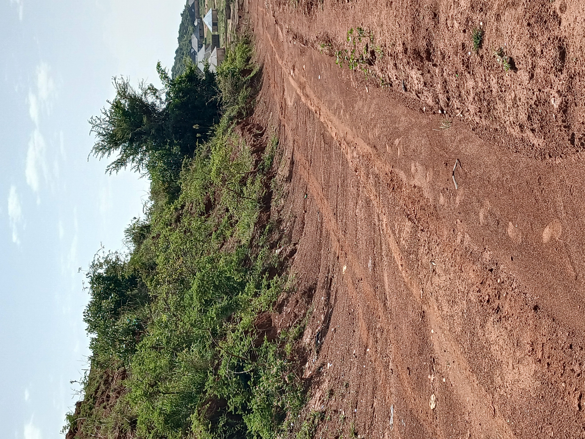 An outdoor, vertical, eye-level shot captures a dirt road winding through a rural landscape under a hazy sky. The foreground is dominated by the reddish-brown dirt road, showing tire tracks from vehicular passage. Small green shoots sprout from the edges of the road. To the left, a steep, overgrown embankment rises, covered in lush green vegetation. A single, medium-sized tree with dense foliage stands on the embankment in the middle ground, to the right of the most prominent portion of the embankment. In the background, a small cluster of thatched-roof buildings are visible, suggesting a settlement. The overall impression is of an undeveloped or semi-developed area. This scene is located in Katon Rikkos, Nigeria.