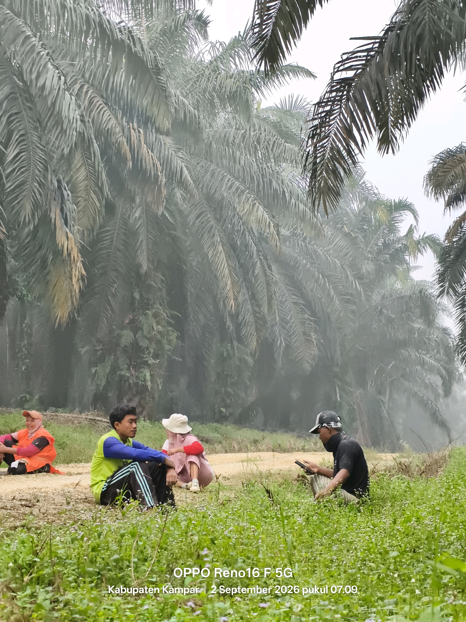 In a palm oil plantation in Penghidupan, Indonesia, four individuals are seated on the ground amidst lush greenery and palm trees under a hazy sky. The scene appears to be a pause in an activity, possibly work, given the attire of some individuals.
On the left, a person wearing an orange vest over a pink garment sits with their legs crossed, facing towards the right. In the center, two individuals are seated closely together. The person on the left, a young male, wears a bright green shirt with blue sleeves and black pants with stripes. He is looking towards the person on his right, a female who is wearing a light-colored hat and a pink outfit. She is looking downwards. To the right, another male, wearing a black shirt, a cap, and possibly a mask around his neck, is seated and holding a mobile phone. He appears to be looking at the phone or something in his hands.
The environment is characterized by dense rows of palm trees, their fronds obscuring the sky and creating a diffused light. The ground is covered with dry soil, gravel, and abundant green grass with small white flowers. The overall atmosphere is somewhat subdued due to the overcast conditions and mist, which softens the details and adds a sense of depth to the scene. The text overlay at the bottom of the image indicates "OPPO Reno16 F 5G Kabupaten Kampar | 2 September 2026 pukul 07.09," providing location and timestamp details.
