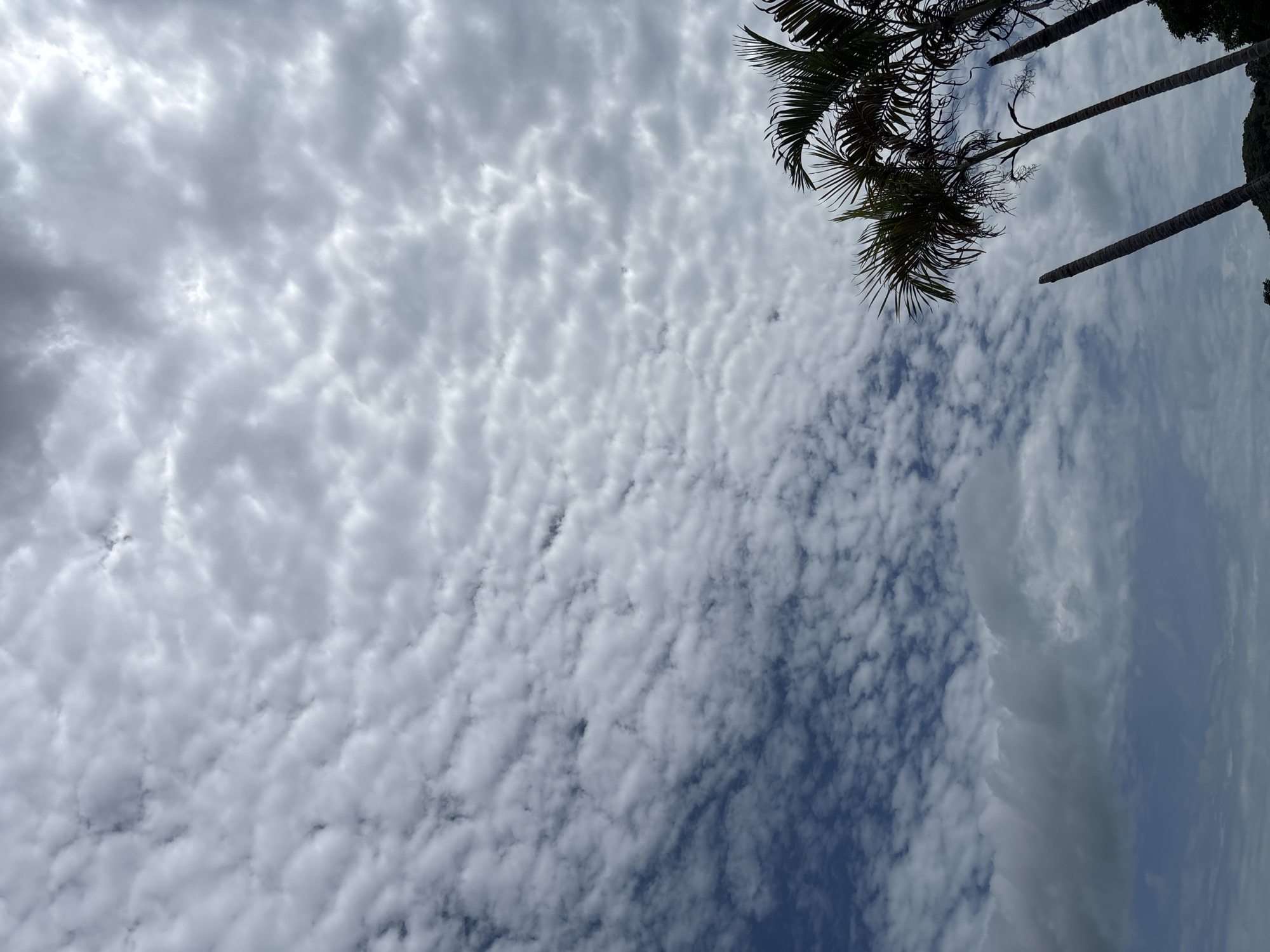 This is a vertical, eye-level shot of a cloudy sky with palm trees in the foreground. The clouds are a mix of white and gray, with a pattern of small, rounded clouds filling most of the upper half of the frame. The lower half of the frame shows patches of blue sky peeking through, and the tops of three palm trees with their fronds spread out against the sky. The scene appears to be outdoors, possibly in a tropical or subtropical region. Based on the information provided, the location is บ้านบางรักษ์, Thailand.