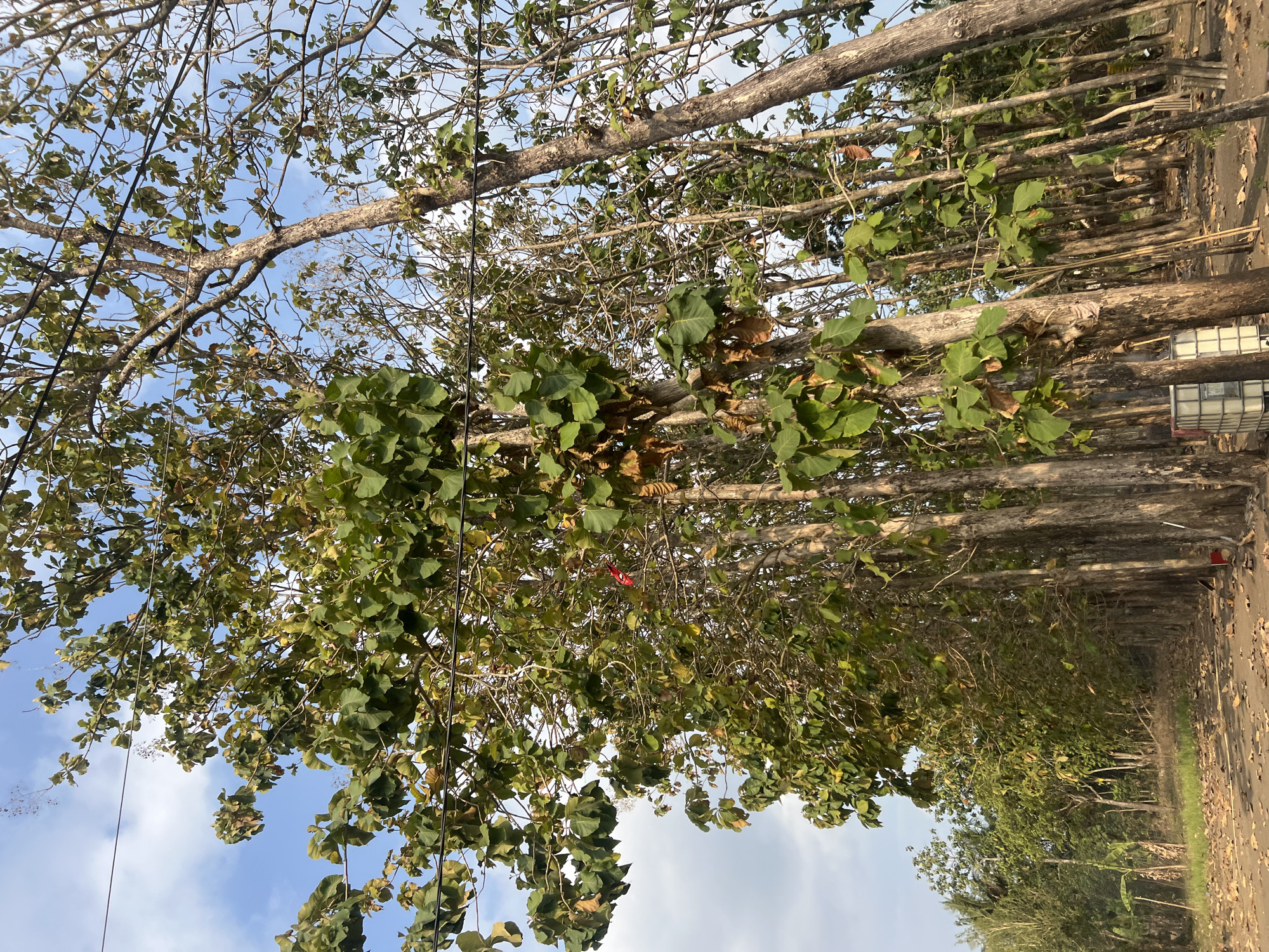 A low-angle, medium shot captures a row of teak trees in Ngaglik, Indonesia. The trees, with their rough, gray bark and scattered green leaves, line a dirt path covered in fallen brown leaves. Overhead, electrical wires are strung between poles, with a blue sky and scattered clouds visible through the branches. In the foreground, a large, white, plastic IBC tote sits near one of the trees, and a small, red object is visible hanging from a branch. The overall impression is one of a rural or semi-rural setting within the city.