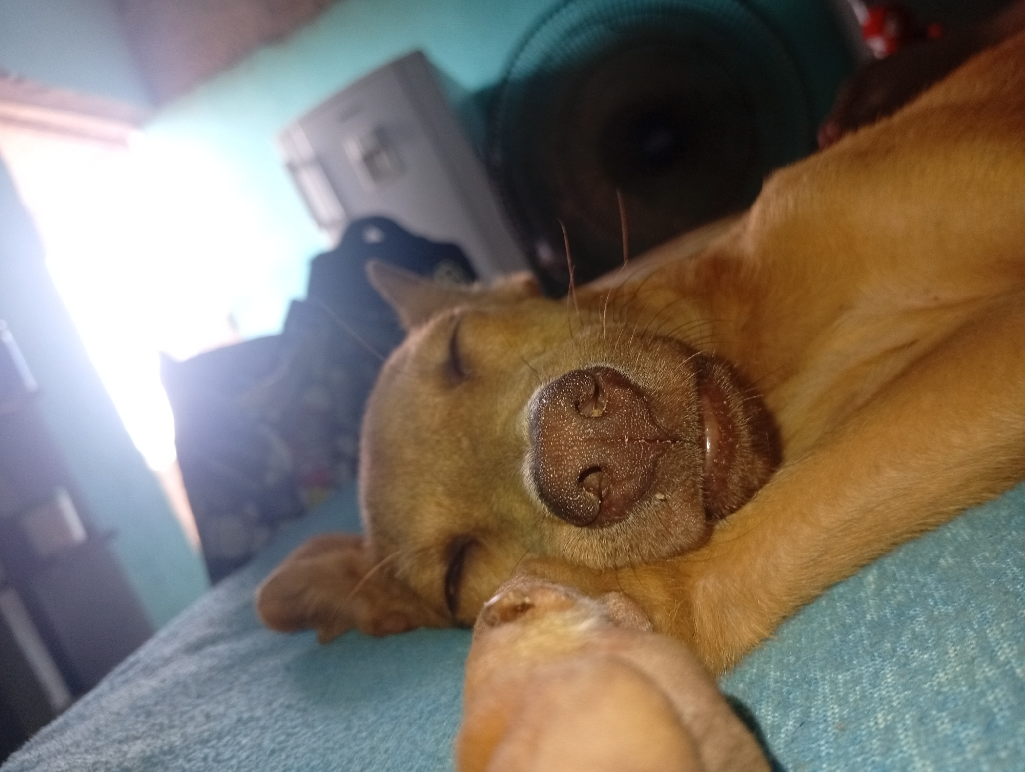 A tan-colored dog is sleeping on a blue surface, possibly a bed or blanket. The dog is positioned with its head close to the viewer, its eyes closed. The dog's nose is prominent and detailed. In the background, there is a blurred image of a fan, a refrigerator, and a source of bright light, likely a window. The location is in Altagracia, Venezuela, though the specific location within the city is not identifiable from the image.