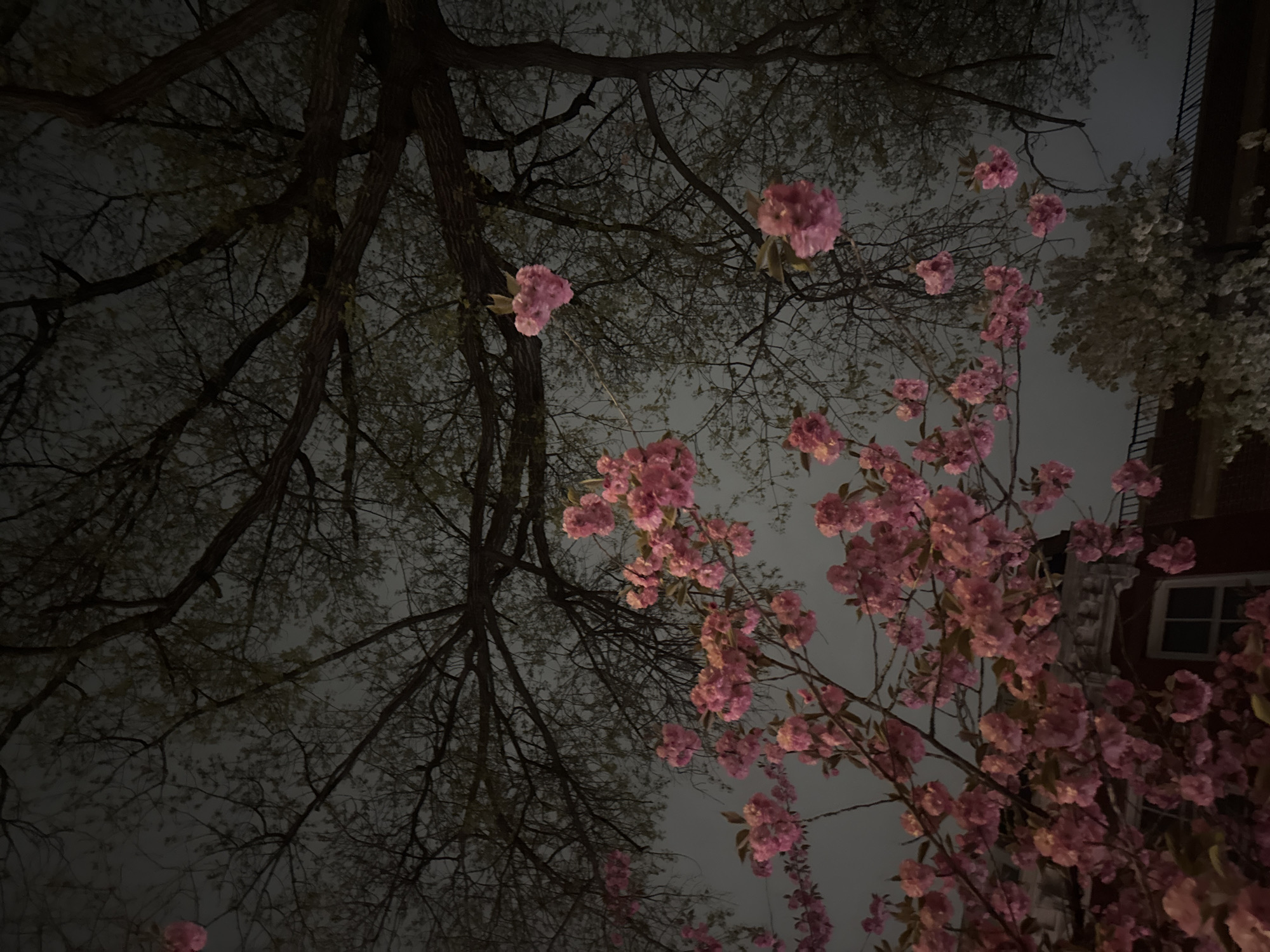 The image shows a view looking up at trees in blossom against a dark, cloudy sky. The branches of the tree on the left are mostly bare, while the tree on the right is covered in pink blossoms. A building with a window can be seen behind the tree on the right. The time of day is likely evening or night. The location cannot be determined from the image alone.