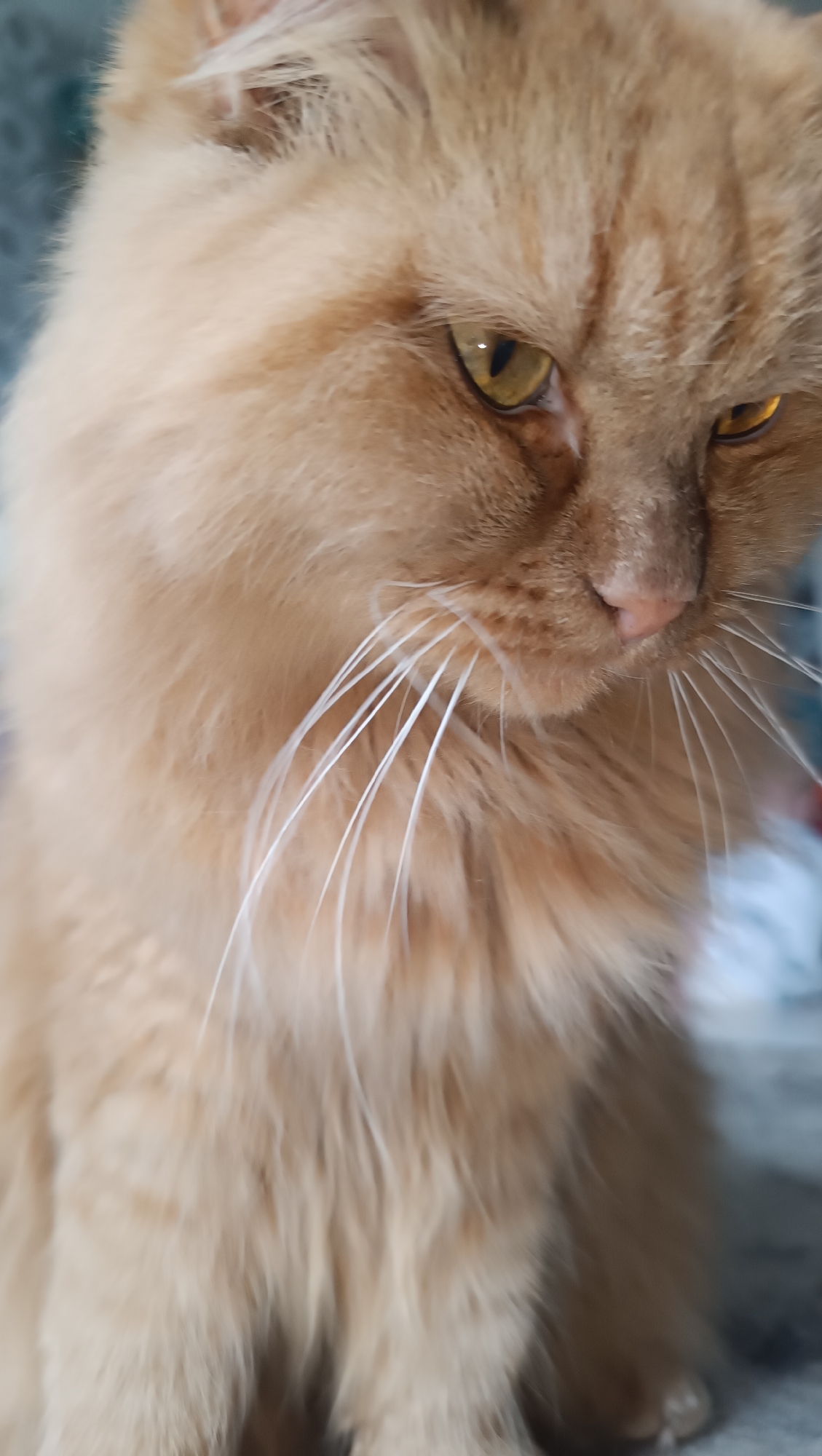 An orange tabby cat with long fur and yellow eyes is pictured in a close-up shot. The cat is looking downwards and slightly to the right, with its whiskers prominently displayed. The background is blurred and appears to be indoors, with hints of blue and grey textures. The image does not contain any information about the city of Chaikovsky, Russia, or any people or specific actions.